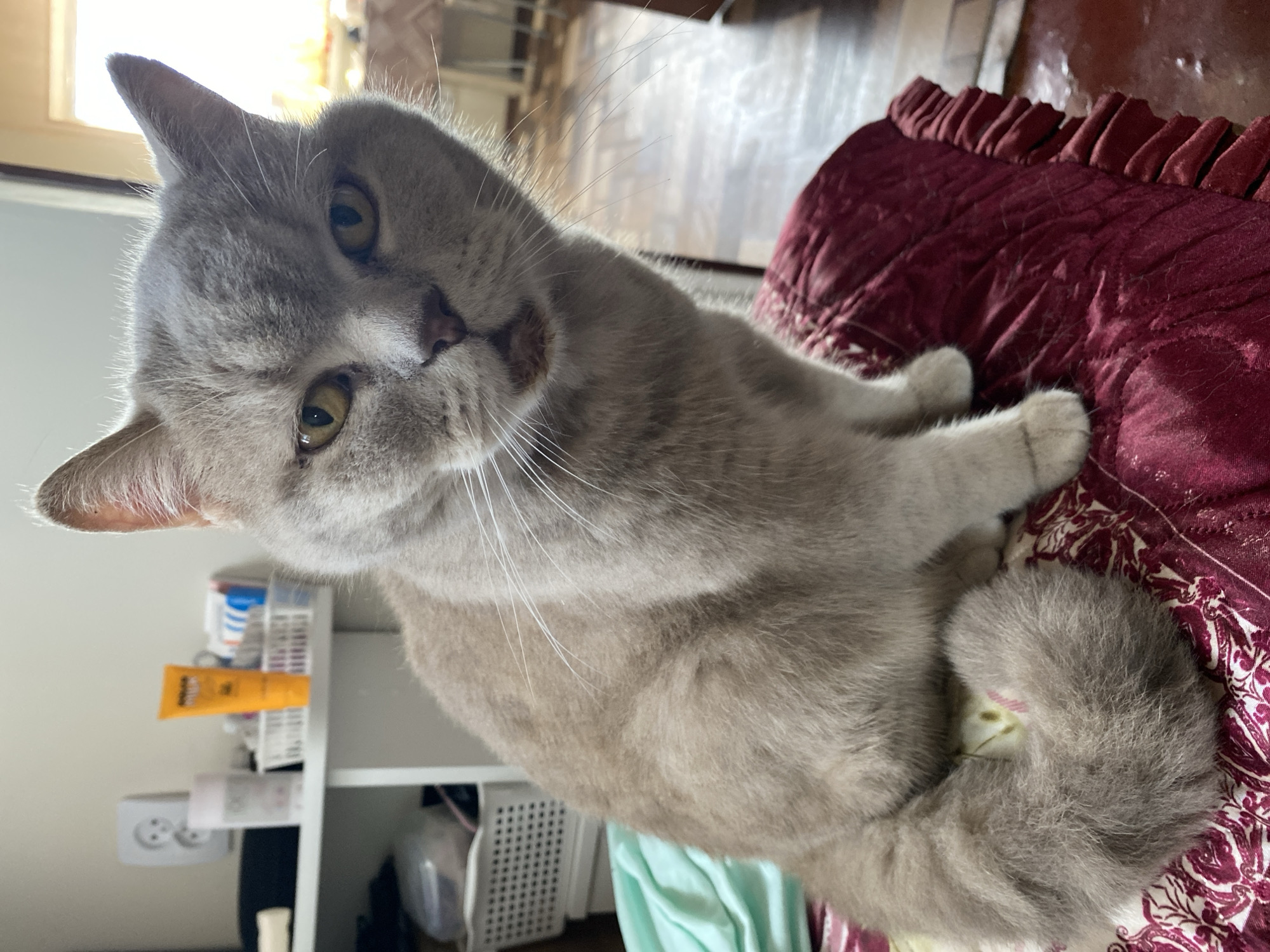 The image depicts a light grey or fawn-colored domestic cat sitting on a dark red, patterned cushion in an indoor setting in Kisliakovskaya, Russia. The cat, appearing to be an adult British Shorthair or similar breed, faces directly forward with its head slightly tilted, and its yellow-amber eyes are open and focused on the viewer. Its mouth is slightly agape, revealing a darkened, possibly stained, chin area. Its tail is curled around its left side, resting on the cushion.
Behind the cat, to the left, a white shelving unit is visible against a light-colored wall. On the top shelf, from left to right, are a light pink cylindrical bottle, a bright yellow tube of sunscreen (marked "SPF 50+"), and a white plastic basket containing various small items, including multiple toothbrushes with colored handles. Above and slightly to the left of the pink bottle, a white double electrical wall socket is mounted. Below the shelf, a crumpled light turquoise fabric is present, and further down, partially visible white woven plastic baskets contain indistinct items.
To the right and behind the cat, the background opens into another room, possibly a dining area or kitchen, which is brightly lit by natural light entering from a window. The floor in this background area appears to be a reddish-brown hue. The overall environment suggests a residential interior that is well-lit and contains various household items.