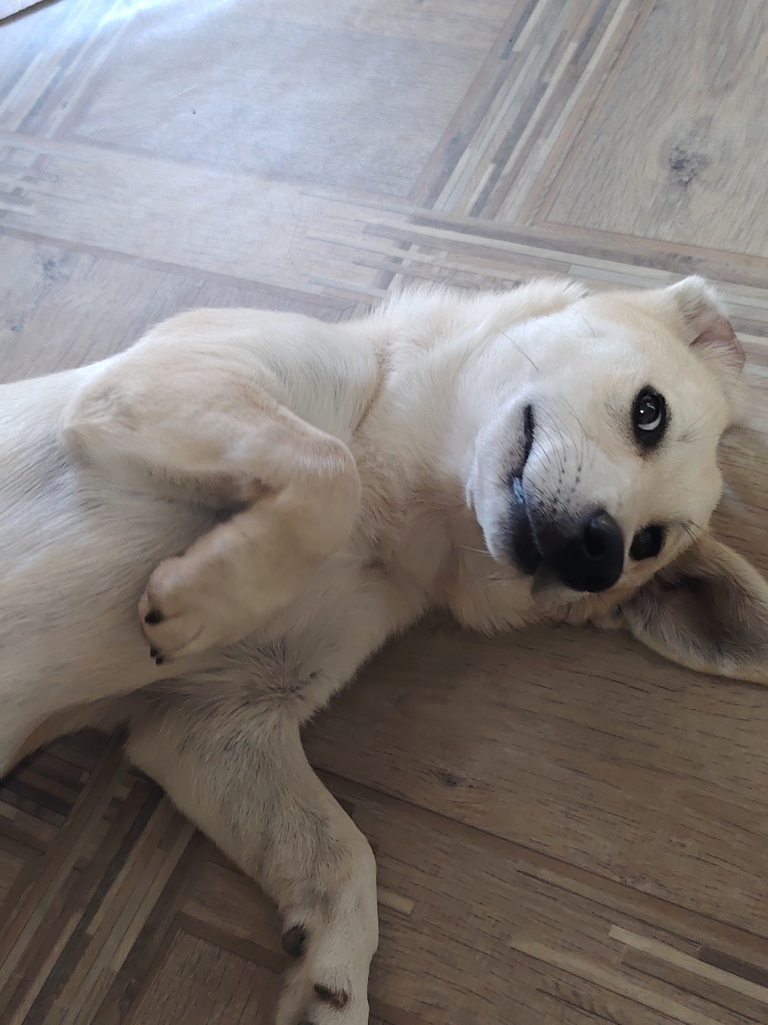 A light-colored dog is lying on its back on a wooden floor. The dog's paws are crossed over its chest, and its head is tilted to the side, with its tongue slightly sticking out. The dog's eyes are open and looking up. The wooden floor has a pattern of light and dark brown planks. The image is an indoor shot. There is no visible information that places this scene in Rostov-on-Don, Russia.