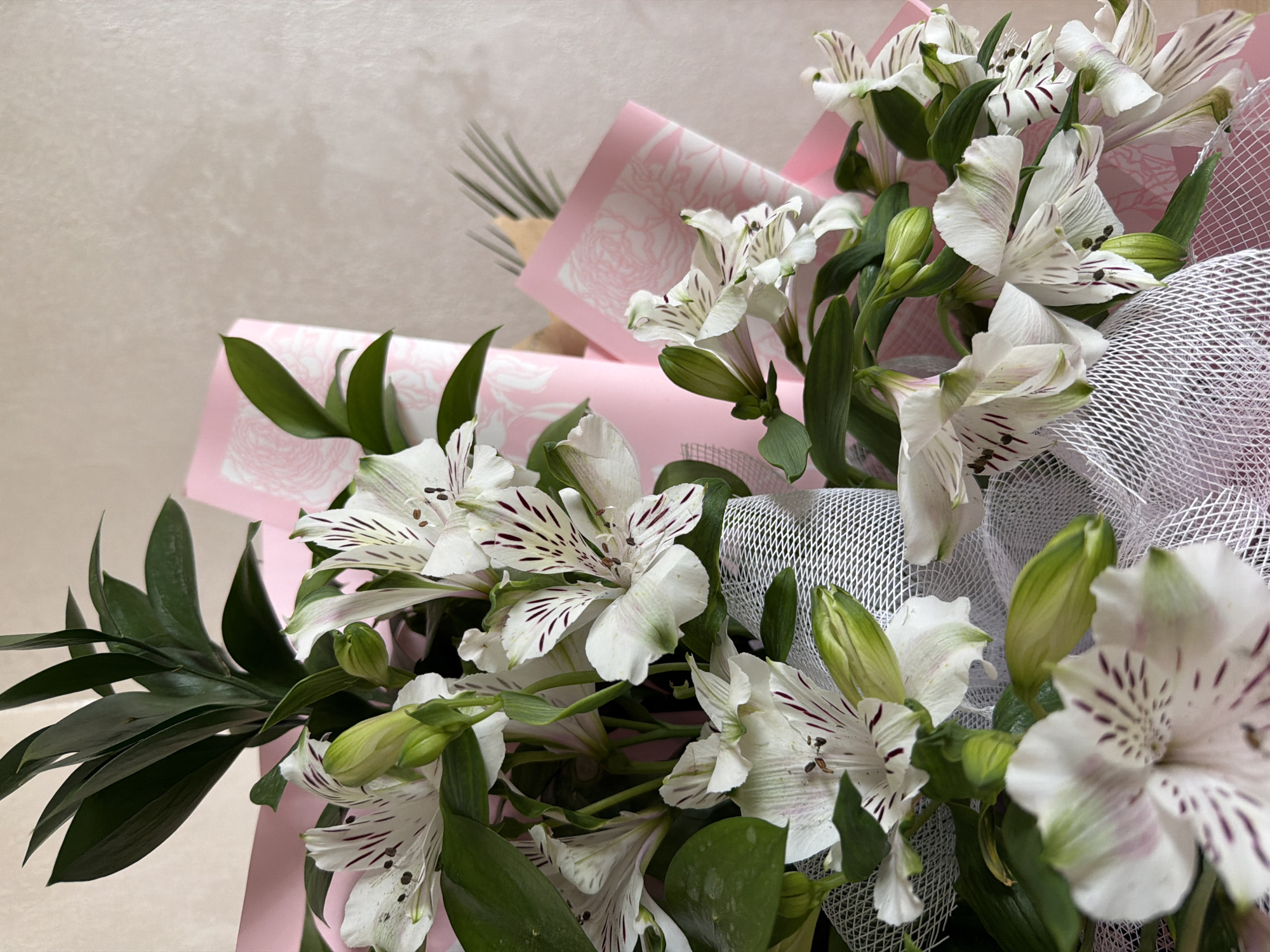 The media file presents a close-up, elevated view of a beautiful bouquet, photographed in Plovdiv, Bulgaria. The central focus is on numerous white alstroemeria flowers, also known as Peruvian lilies. These flowers are depicted in various stages of bloom; some are fully open, revealing delicate white petals characterized by distinctive dark purple or maroon streaks and spots on their inner surfaces, while others are still nascent buds, appearing green and tightly closed. The arrangement is complemented by vibrant dark green foliage, which adds lushness and contrast to the white blooms.
The bouquet is elegantly wrapped. It features light pink paper adorned with a subtle, lighter pink or white floral pattern, possibly depicting roses. Over this paper, a layer of sheer, white mesh or netting material is draped, contributing texture and volume to the overall presentation.
The background consists of a plain, light beige or off-white wall or surface, serving as a neutral backdrop that highlights the fresh colors and textures of the floral arrangement. The lighting is soft and even, indicative of an indoor setting. There are no people visible, and the image captures a static display of the bouquet rather than an activity or event. No visible text is present within the image.