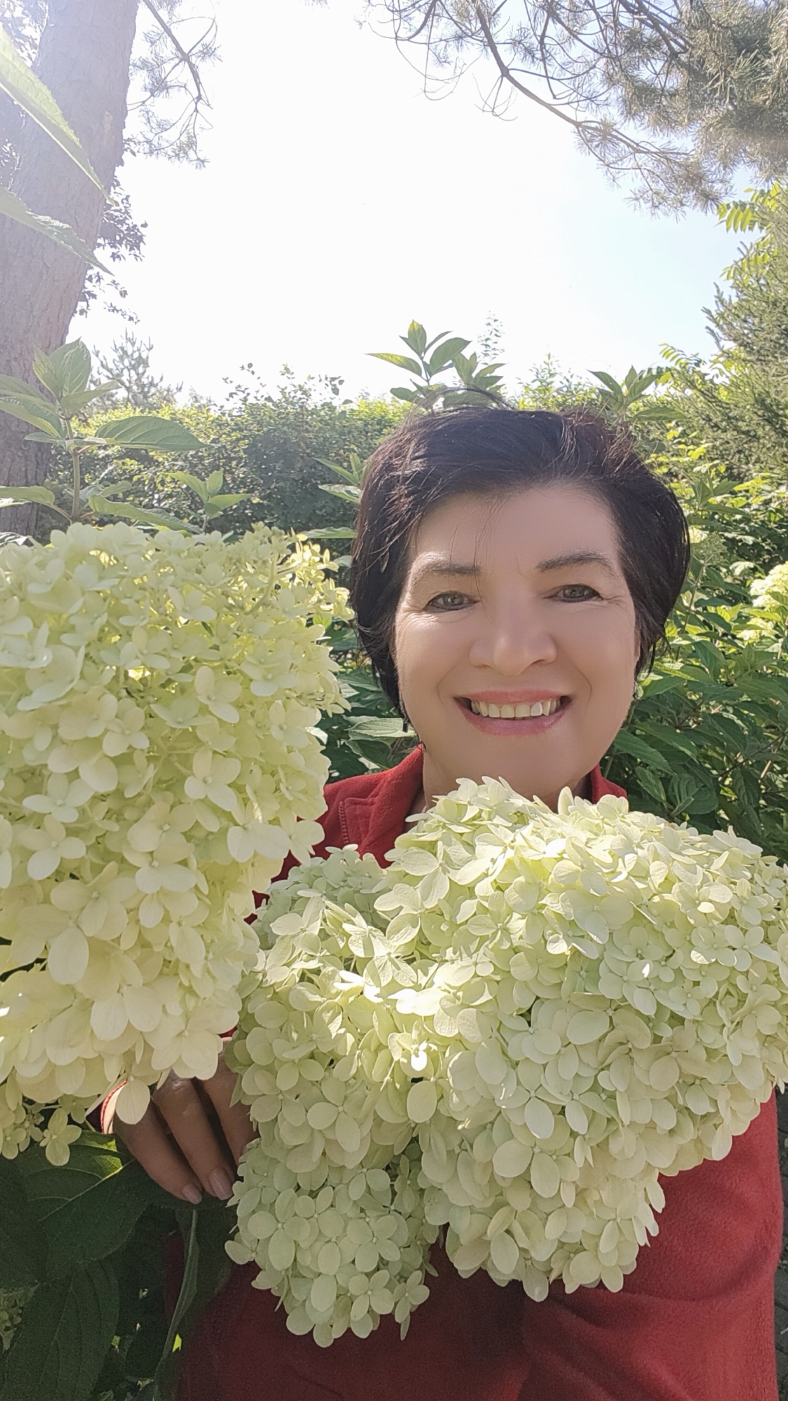 A woman with dark, short hair and fair skin is holding two large bouquets of pale green hydrangeas in front of her chest. She is wearing a red jacket. Her eyes are open and looking at the camera, and she is smiling broadly, revealing her teeth. The background is filled with lush green foliage and trees, suggesting an outdoor setting in a garden or park. The lighting indicates it is daytime, with bright sunlight illuminating the scene and casting shadows. The image is taken from a slightly low angle, making the hydrangeas appear prominent and framing the woman's face. The location is identified as the city of Krasnoyarsk, Russia.