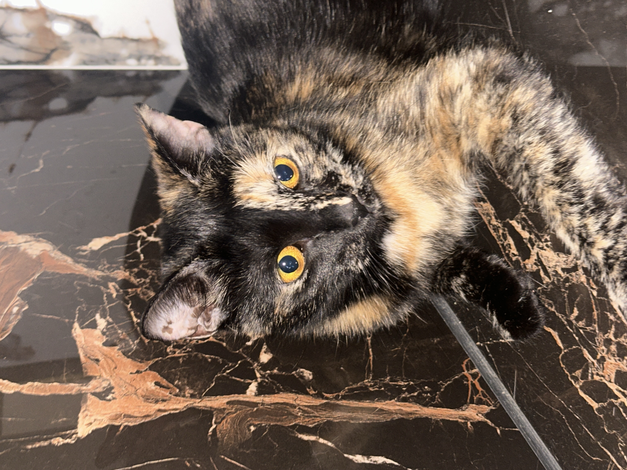 A tortoishell cat with yellow eyes is lying on a dark marble surface. The cat's fur is a mix of black, brown, and orange patches. Its left side of the face is primarily black with orange fur around the eye and muzzle. The right side of the face is a mix of orange and black fur. The background is a dark marble with prominent reddish-brown veins. The image is a close-up shot, focusing on the cat's face and upper body. The location is not specified in the image or accompanying metadata.