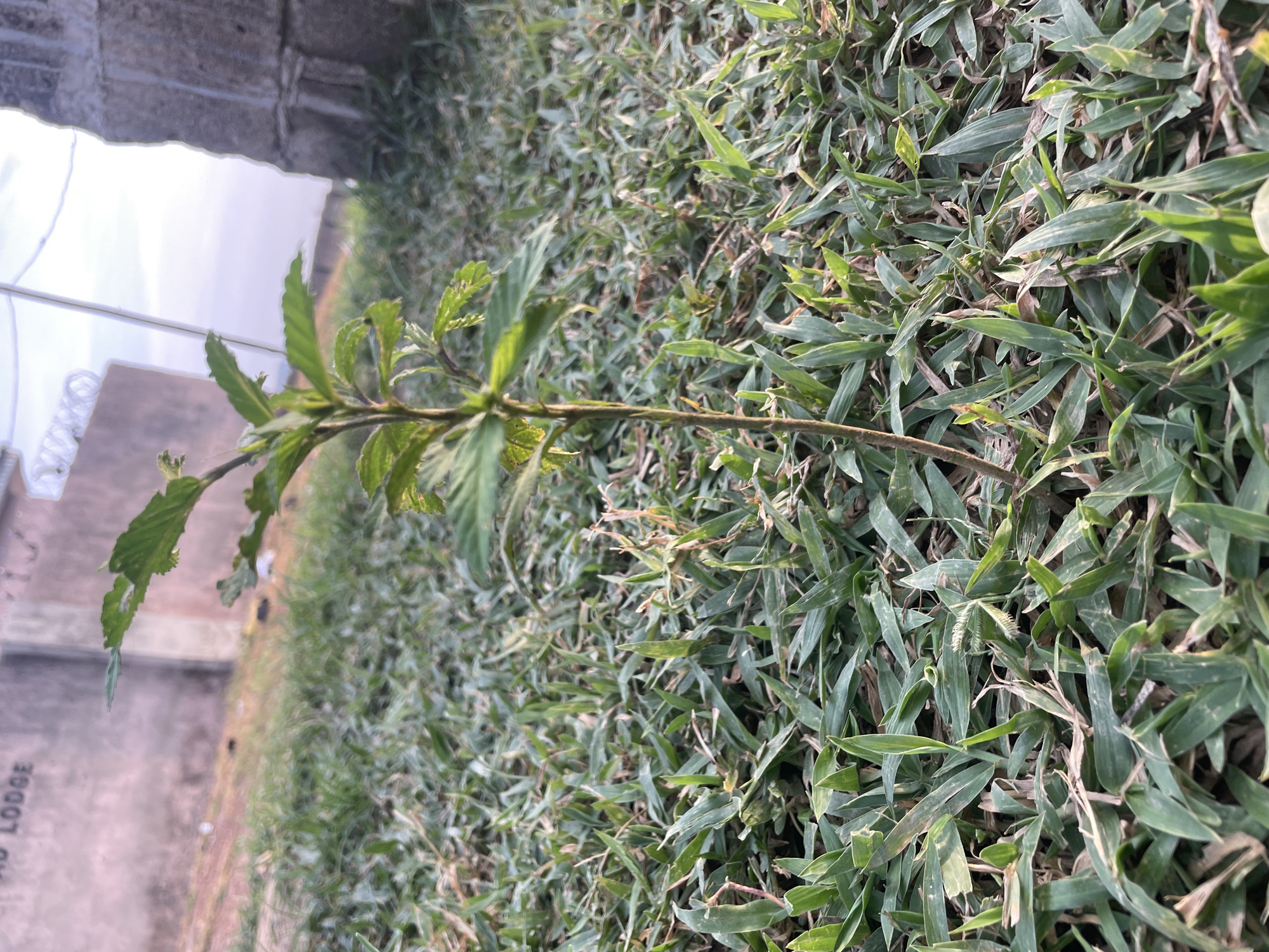 An outdoor medium shot captures a young green plant with serrated leaves growing in a patch of dry, matted grass. Behind the plant, a low, textured, pinkish-grey wall runs horizontally across the frame, with the faint inscription "AD LODGE" visible on its surface. To the right of the plant, a rough, concrete structure rises vertically, and beyond that, a faint white wire stretches across the frame. The ground is covered in densely packed, dry blades of grass, interspersed with some green growth. The sky above is a pale, hazy blend of white and light purple, suggesting it is either dawn or dusk. The scene appears to be located in a semi-urban or rural area, possibly Barako, Nigeria, given the architectural style of the walls and the arid ground conditions. There are no people or animals visible in the image.