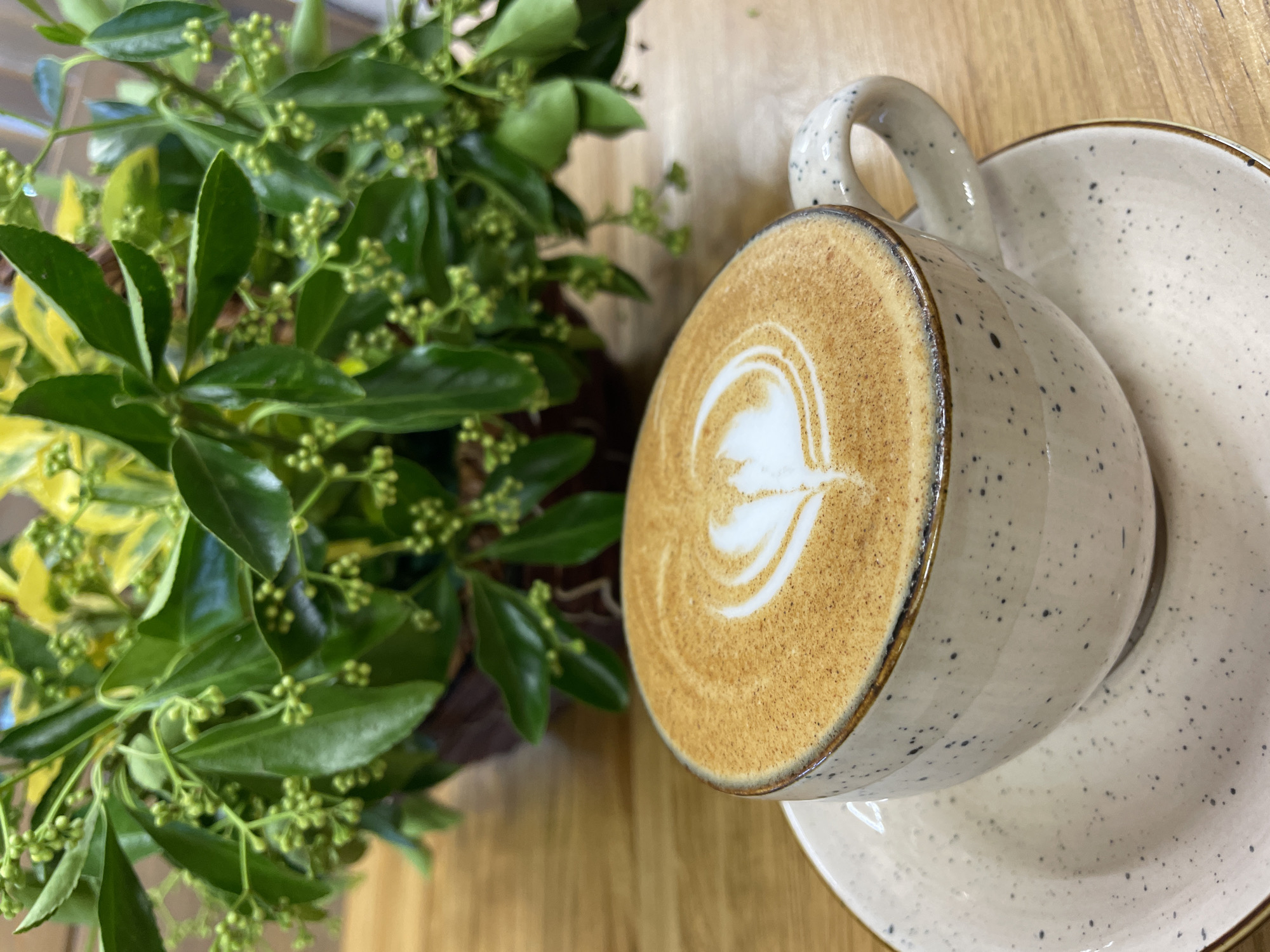 This is a close-up, overhead shot of a latte in a speckled ceramic mug and saucer, placed on a wooden surface. Next to the mug is a green plant with small, budding flowers, also on the wooden surface. The latte has artfully poured milk foam on top, forming a delicate heart shape. The mug and saucer are a light, speckled beige with a darker rim. The wooden surface appears to be a tabletop, suggesting a cafe or home setting. The lighting suggests it could be daytime, with a soft, diffused light. No people are visible, and the focus is on the still life arrangement of the coffee and plant. The overall mood is calm and serene. No text is visible in the image.