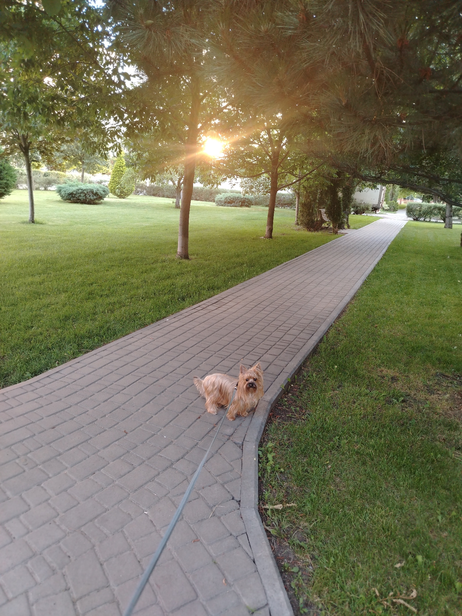 A small, tan dog, possibly a Yorkshire Terrier, stands on a paved walkway in a park-like setting. The dog is leashed and facing the camera with its mouth slightly open. The walkway is made of grey interlocking bricks. To the left of the walkway is a well-maintained lawn. To the right of the walkway is also a lawn. Several trees are scattered throughout the park, with lush green foliage. The sun is setting, casting a warm glow through the trees, creating lens flare. In the background, further down the walkway, a white truck and other vegetation are visible. The scene suggests a peaceful outdoor environment, possibly a city park in Krasnodar, Russia, during the late afternoon or early evening.