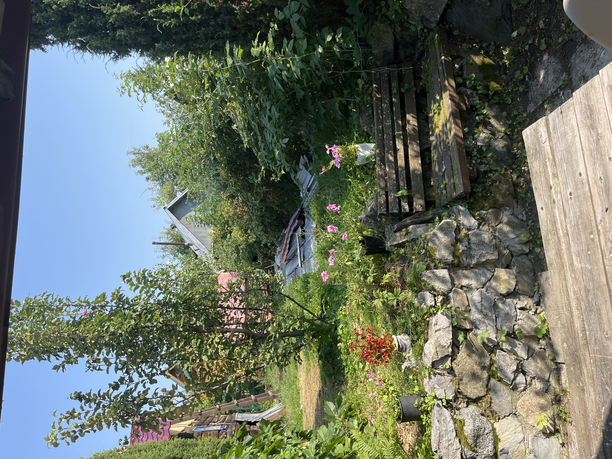 The image depicts a sunny day in a rural backyard, likely in Sad. Uchastki, Russia. The scene is filled with lush greenery and various plants. In the foreground, a portion of a wooden table is visible. Behind it, a rustic wooden bench sits atop a stone wall. The bench shows signs of age and weathering, with moss and lichen growing on its surface. The stone wall is constructed from irregularly shaped rocks, with some vegetation growing through the gaps.
To the left of the bench, a small tree with green leaves and a few red fruits stands tall. In front of the tree, several potted plants are arranged, including one with bright red flowers and another with delicate pink blossoms. A fern can be seen to the left of these plants.
In the background, more trees and bushes create a dense foliage. Several buildings with pitched roofs are partially visible through the greenery, suggesting a residential area. One building on the left has a red roof. A ladder leans against a wooden structure on the far left. A few pieces of corrugated metal and other debris are scattered in the middle ground. The sky is a clear, bright blue. The overall impression is one of a slightly overgrown, lived-in garden space.