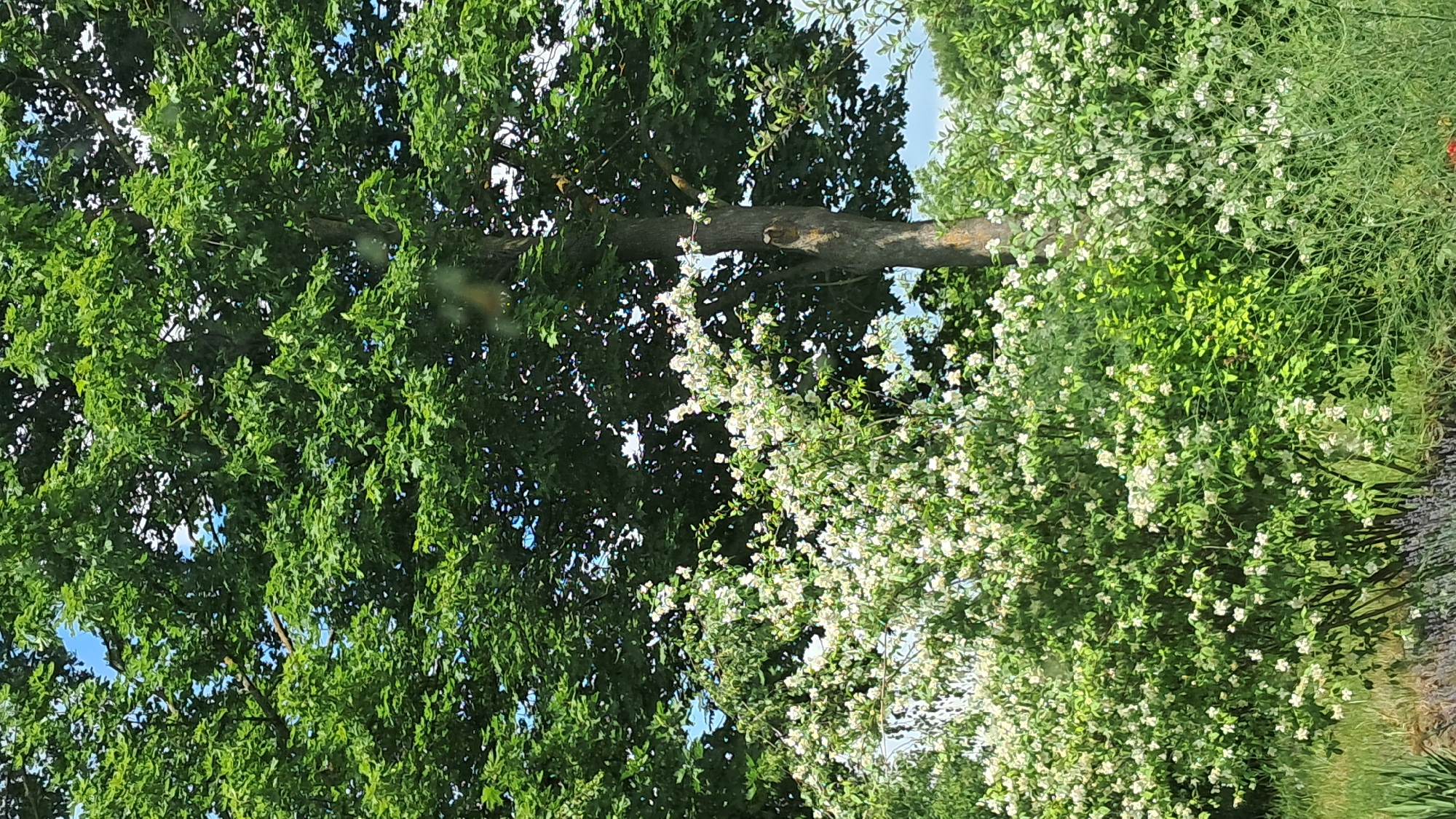 An outdoor, medium-shot photograph captures a lush, green environment under a bright, partly cloudy sky. In the foreground, a dense bush is covered in small white flowers, its branches interwoven with other green foliage. To the right, a larger tree with a thick, textured bark trunk rises majestically, its canopy a mass of vibrant green leaves that dominate the upper half of the image. Behind the main tree, more green foliage and hints of blue sky are visible. The scene appears to be a park or garden area, with no people or animals present. The overall impression is one of natural beauty and abundant greenery.