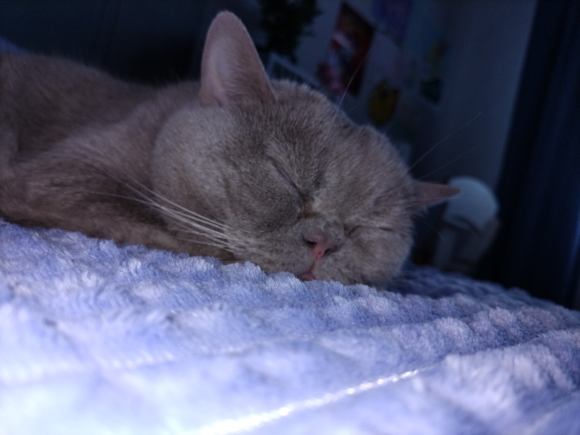 A light gray cat is sleeping on a textured purple blanket. The cat's eyes are closed and its pink nose is visible. The background is dark and blurred, with hints of colorful shapes and a white object. The image is an eye-level, close-up shot of the cat.