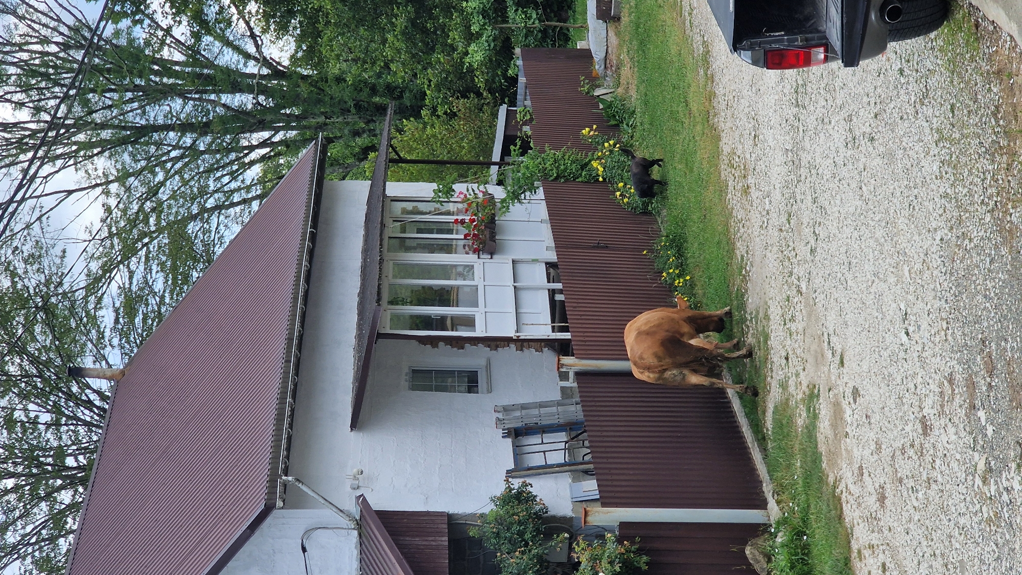 A brown cow is grazing in a grassy yard next to a corrugated metal fence. A black dog is walking on the grass near the fence. A white two-story house with a brown roof and a screened-in porch is visible behind the fence. There are trees and foliage in the background. A gravel driveway is in the foreground, and the tailgate of a dark-colored pickup truck is visible on the right side of the frame. The scene appears to be in a rural or semi-rural area of Verkhovskoye, Russia.