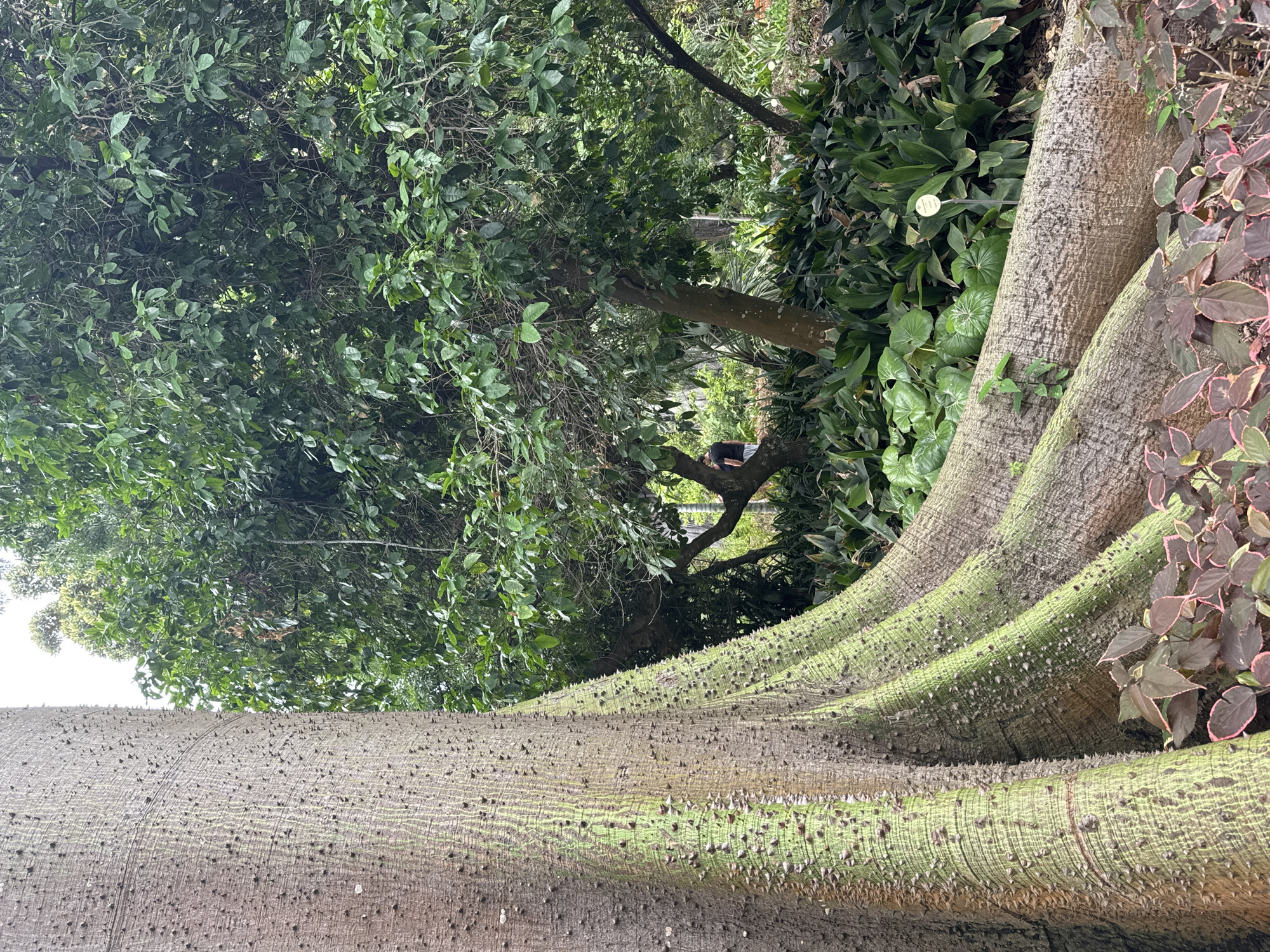 An extreme close-up shot of the buttress roots of a large tree in a garden setting. The textured bark of the roots is a mix of brown and green, with sharp, conical spines dotting the surface. Some of the roots are covered in moss. In the background, lush green foliage from other plants and trees creates a dense forest-like environment. A person in a black shirt and shorts can be seen in the middle ground, partially obscured by the tree trunks, walking towards the right side of the frame. The ground is covered in leaves and some red-tinged plants with dark green leaves are in the foreground.