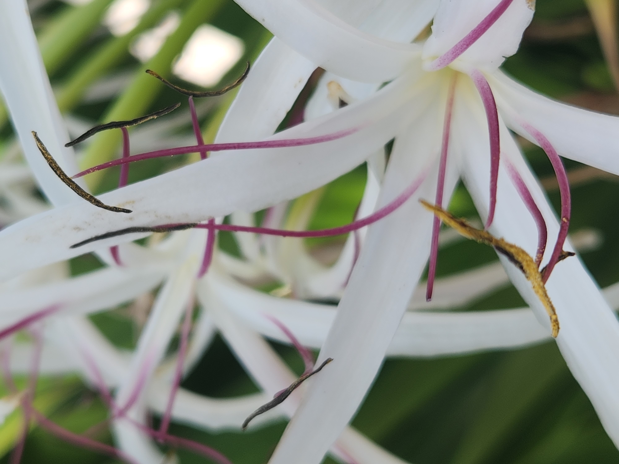 A close-up, vertical shot captures the delicate details of a white flower with thin, dark purple stripes running down its petals. The flower's stamens, tipped with brown, extend outwards. In the background, out-of-focus green foliage suggests a natural environment. The image is a photograph taken in Altamonte Springs, United States of America.