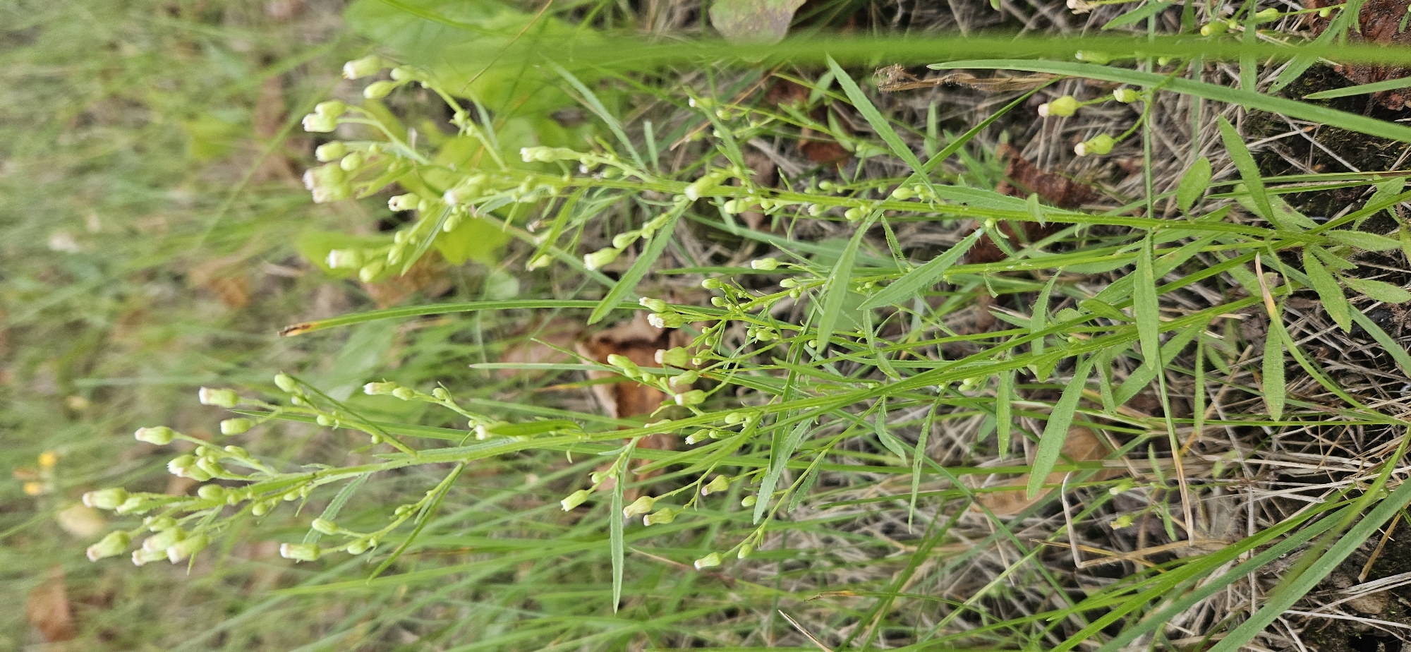 The image displays a close-up view of two small, herbaceous plants with numerous tiny, unopened flower buds. The plants are green with slender stems and narrow leaves. The flower buds are clustered at the tips of the stems and along some of the branches, appearing as small, pale green or yellowish structures, some with hints of white. The surrounding environment is characterized by a natural setting with dry grass, fallen leaves, and more green vegetation visible in the background, suggesting an outdoor, possibly uncultivated area. The lighting appears natural, indicating an outdoor setting during daylight hours. There are no people or any man-made objects visible in the image, making it impossible to determine the specific location within Vitsebsk, Belarus, or any actions or interactions. The image focuses solely on the botanical details of the plants and their immediate natural surroundings.