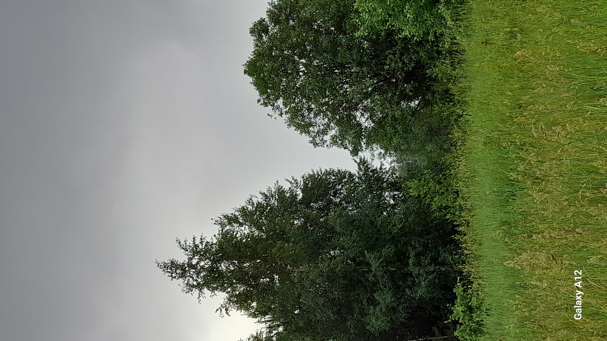 A medium shot captures a natural scene in Markovsky, Russia. The foreground is dominated by a tall, verdant field of grass, with some stalks featuring seed heads. Behind the field, a dense line of trees forms a natural barrier. Two prominent trees stand out: on the left, a tall, leafy tree with lighter-colored bark, possibly a birch; on the right, a broader, darker-leaved tree. The trees are set against a uniform, overcast gray sky, suggesting a cloudy or possibly rainy day. The overall impression is of a tranquil, undeveloped landscape. A watermark in the bottom left corner reads "Galaxy A12".