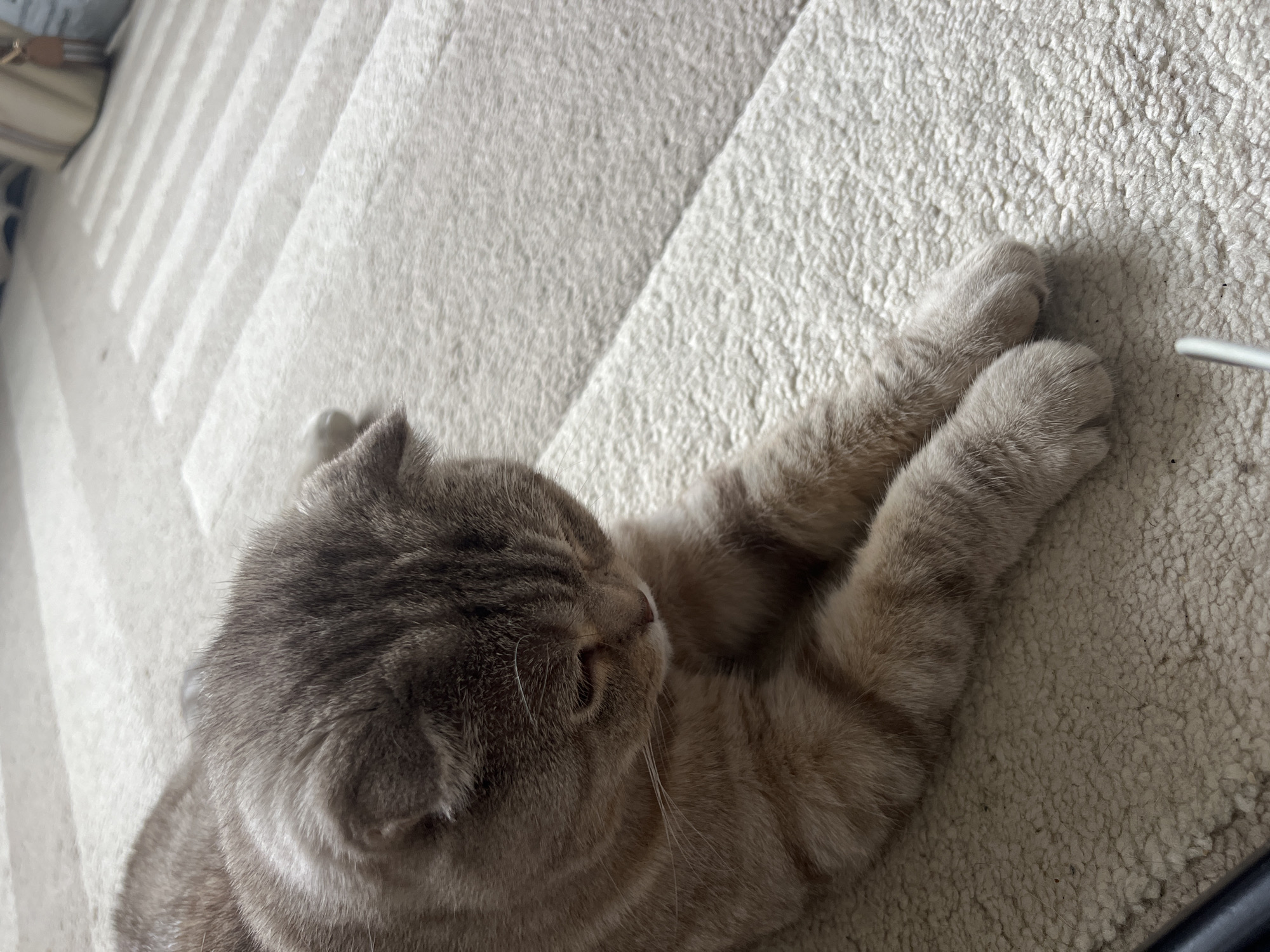 A domestic cat is captured in a close-up, high-angle shot, resting peacefully on a light-colored, textured carpet. The cat, possibly a Scottish Fold due to its distinctive folded ears, lies on its side with its eyes closed, conveying a sense of deep relaxation or sleep. Its fur is a blend of grey and light brown, arranged in a subtle tabby pattern.
The setting is an indoor space, likely a home in Chaikovsky, Russia, given the provided context. The carpet under the cat is thick and shaggy, showing variations in texture and subtle shadows. In the upper left background, part of an out-of-focus, light-toned object, possibly a piece of furniture or a bag, is visible. A thin, white, unidentified object, resembling a cable or stick, can be seen along the right edge of the frame, near the cat's hind paws.
The lighting appears to be natural and soft, suggesting daytime. The overall ambiance is calm and serene, focusing on the tranquil moment of the resting animal. There is no visible text in the image.