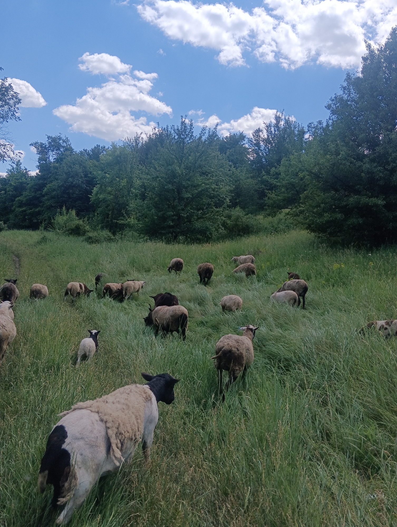 A flock of sheep grazes in a lush green meadow under a partly cloudy blue sky. The sheep are of various colors, including white, black, and brown, and some have a mixture of these colors. They are scattered throughout the field, some grazing, others standing. In the background, a dense line of trees forms a dark green border against the sky. The meadow is filled with tall, wild grass, creating a natural, unkempt landscape. The scene suggests a rural or pastoral setting, possibly a farm or a natural reserve. The lighting indicates daytime, with soft shadows suggesting either early morning or late afternoon sun. There are no people visible in the image.