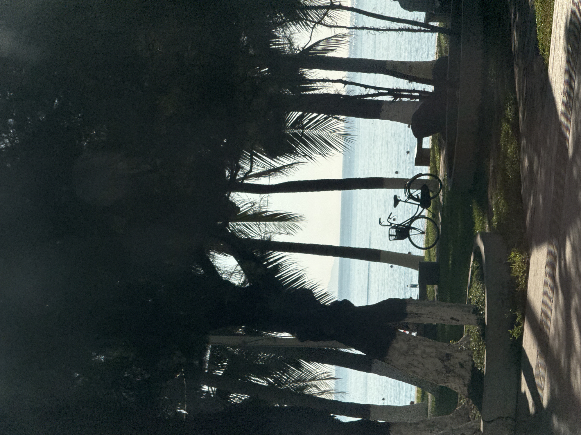 This is a photograph of a tropical scene in Nha Trang Ward, Vietnam, possibly taken in the late afternoon. The foreground is dominated by the dark silhouettes of several palm trees with their fronds creating a canopy. The trunks of some of the palm trees are painted white on their lower sections. In the middle ground, a bicycle with a basket is parked on a grassy area near the water's edge. Beyond the bicycle, the calm, blue ocean stretches to the horizon, meeting a pale sky. The sunlight reflects off the water's surface, creating a bright shimmer. A few dark shapes, possibly benches or other park furniture, are scattered in the middle ground. In the far background, a faint outline of land can be seen on the horizon. The overall impression is one of tranquility and a seaside escape.