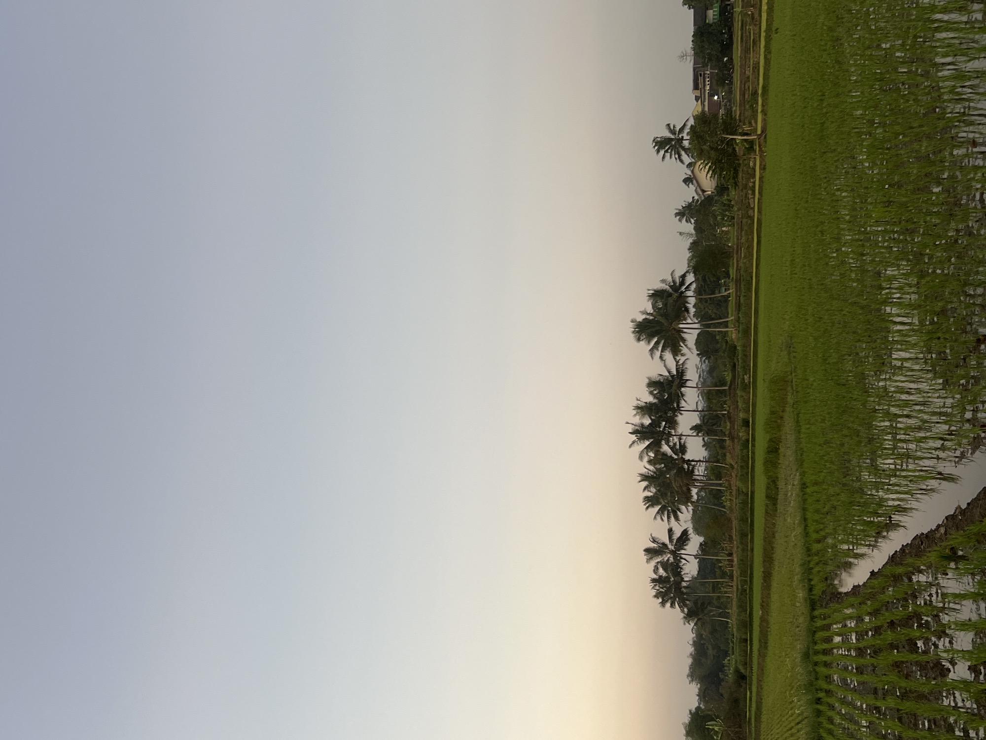 A landscape photograph depicts a rice paddy field in Kalijoso, Indonesia, during the early morning or late evening. The sky transitions from a pale blue at the top to a soft orange and yellow hue near the horizon. In the midground, a row of coconut palm trees stands tall against the sky, casting subtle shadows. Beyond the trees, a few buildings and more trees are visible, suggesting a rural or semi-rural setting. The foreground is dominated by the green rice paddy, with rows of young rice plants standing in shallow water, reflecting the sky. The water also forms channels or pathways through the field. The scene is serene and tranquil, characteristic of a rural Indonesian landscape.