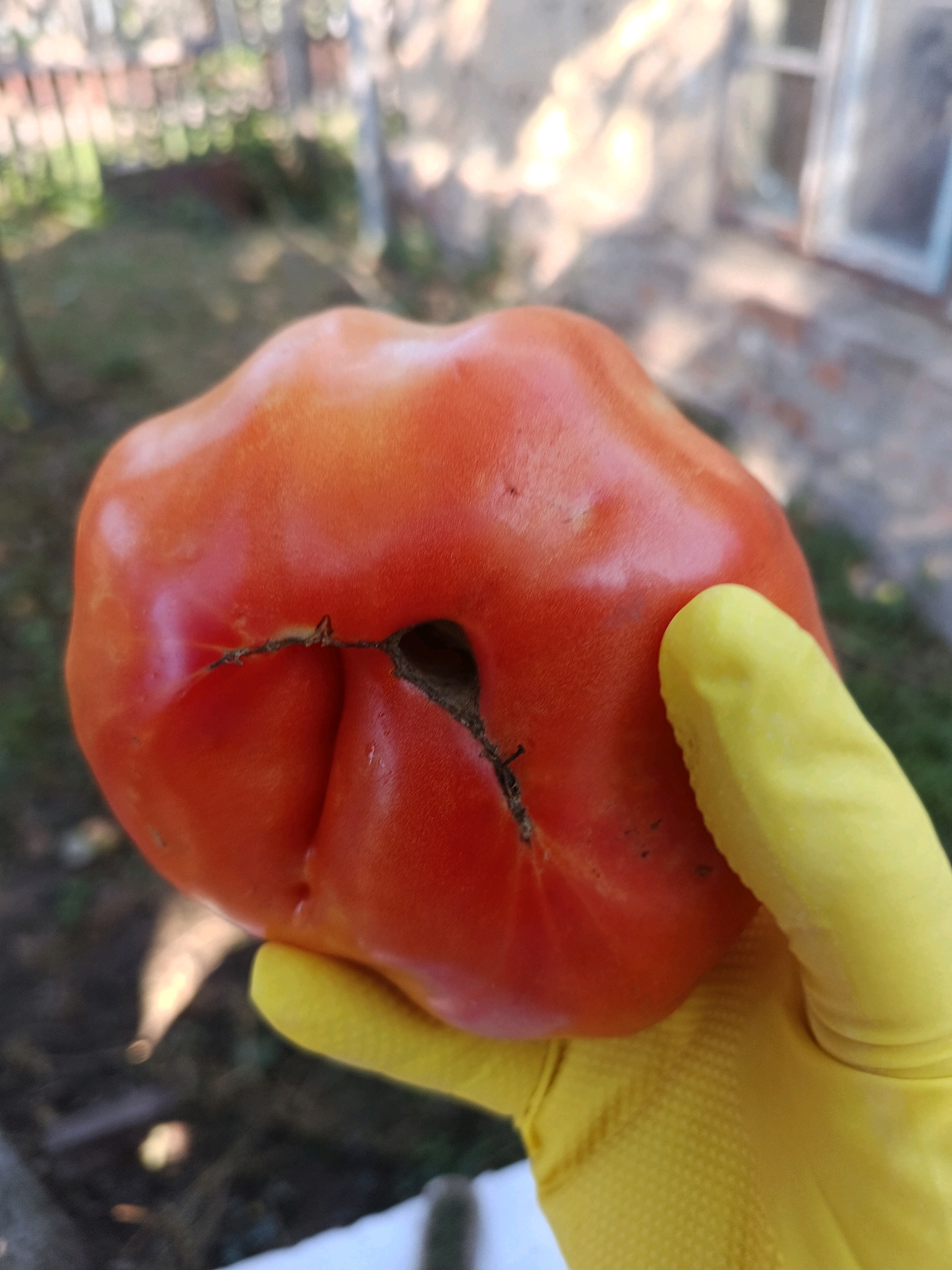 An individual wearing a yellow glove holds a large, misshapen red tomato with a visible split and an opening near its center. The tomato is plump and appears to be ripe. The background is out of focus, showing hints of greenery, a fence, and a building with a window, suggesting an outdoor setting likely in a rural or suburban area, possibly a garden. There are no specific landmarks to pinpoint the location within the city of Smila, Ukraine.