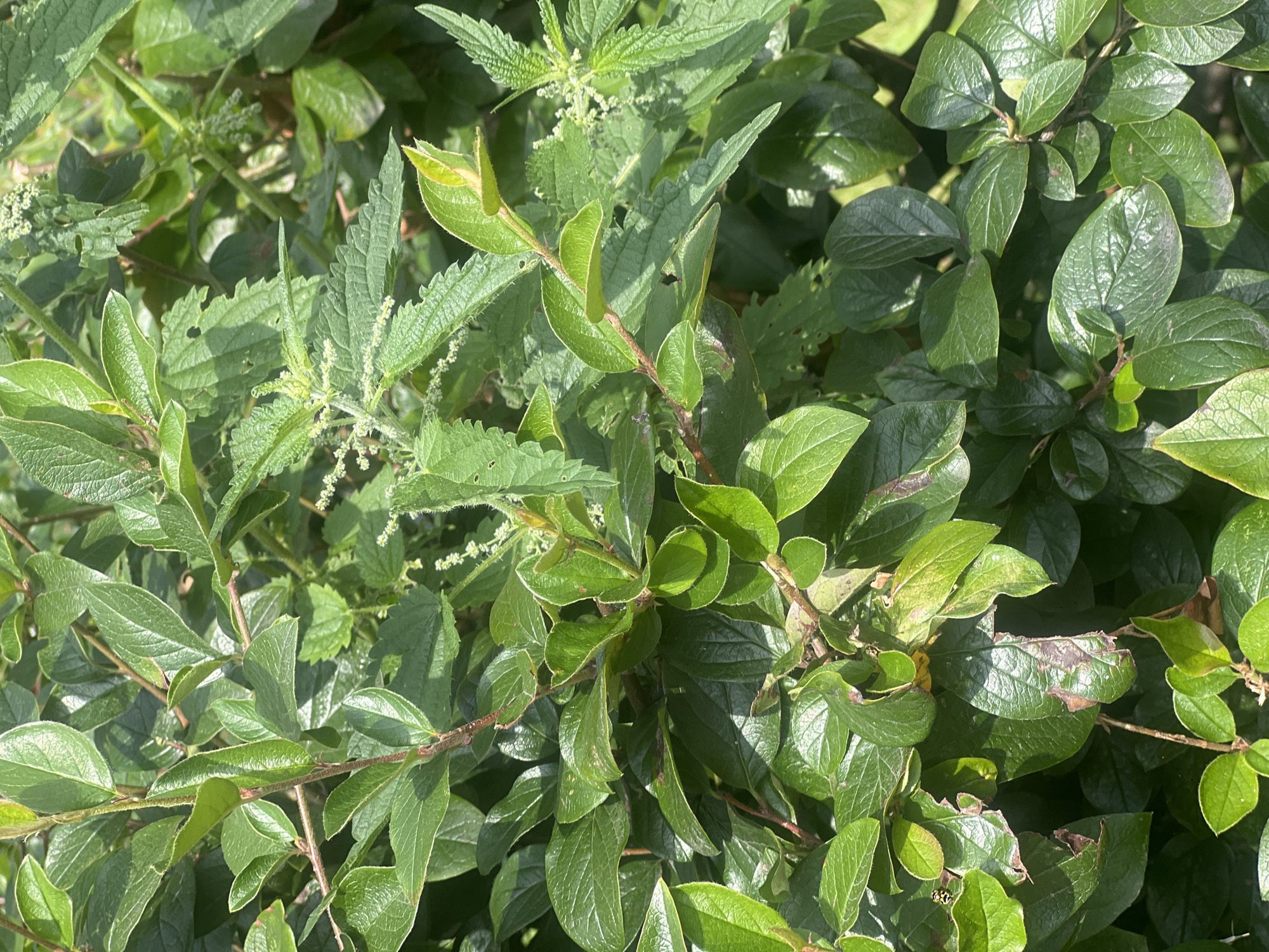 This image depicts a close-up view of dense green foliage, likely a bush or shrub, bathed in sunlight. The leaves are varied in shape and texture, with some appearing smooth and glossy, while others exhibit serrated edges. Interspersed within the greenery are delicate, pale white flower clusters and what appear to be nettle plants with their characteristic jagged leaves. The overall impression is one of natural overgrowth, with sunlight filtering through and casting shadows. The specific location in Saint Petersburg, Russia, is not discernible from the visual information provided in the image. There are no people, objects, actions, or interactions evident.
