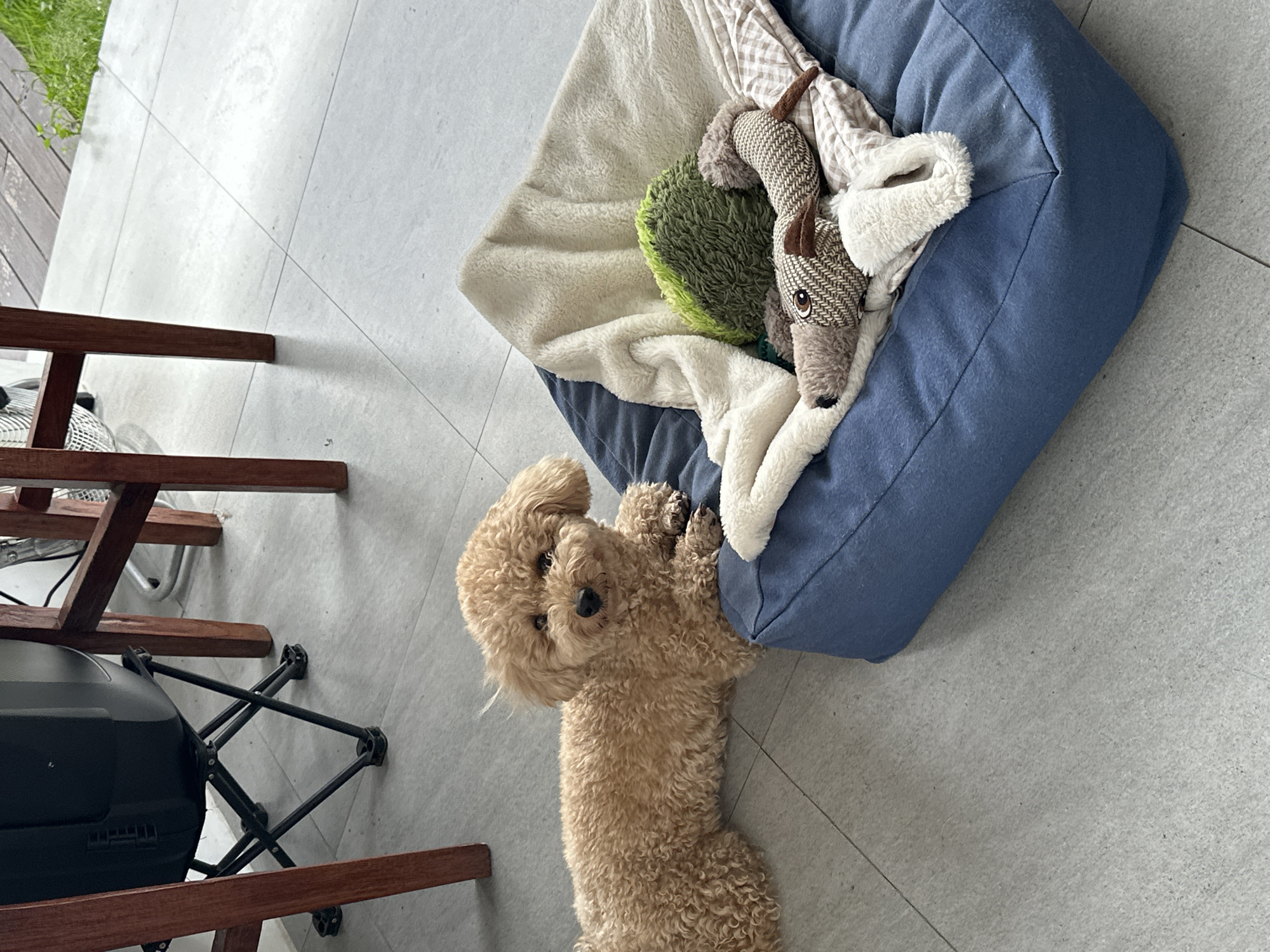 A light-brown poodle is lying on a light-grey tiled floor next to a blue dog bed in North Kuta, Indonesia. The dog bed contains a collection of toys and blankets, including a stuffed dog. A chair with a brown frame and a black object underneath is visible in the lower left corner of the scene.
