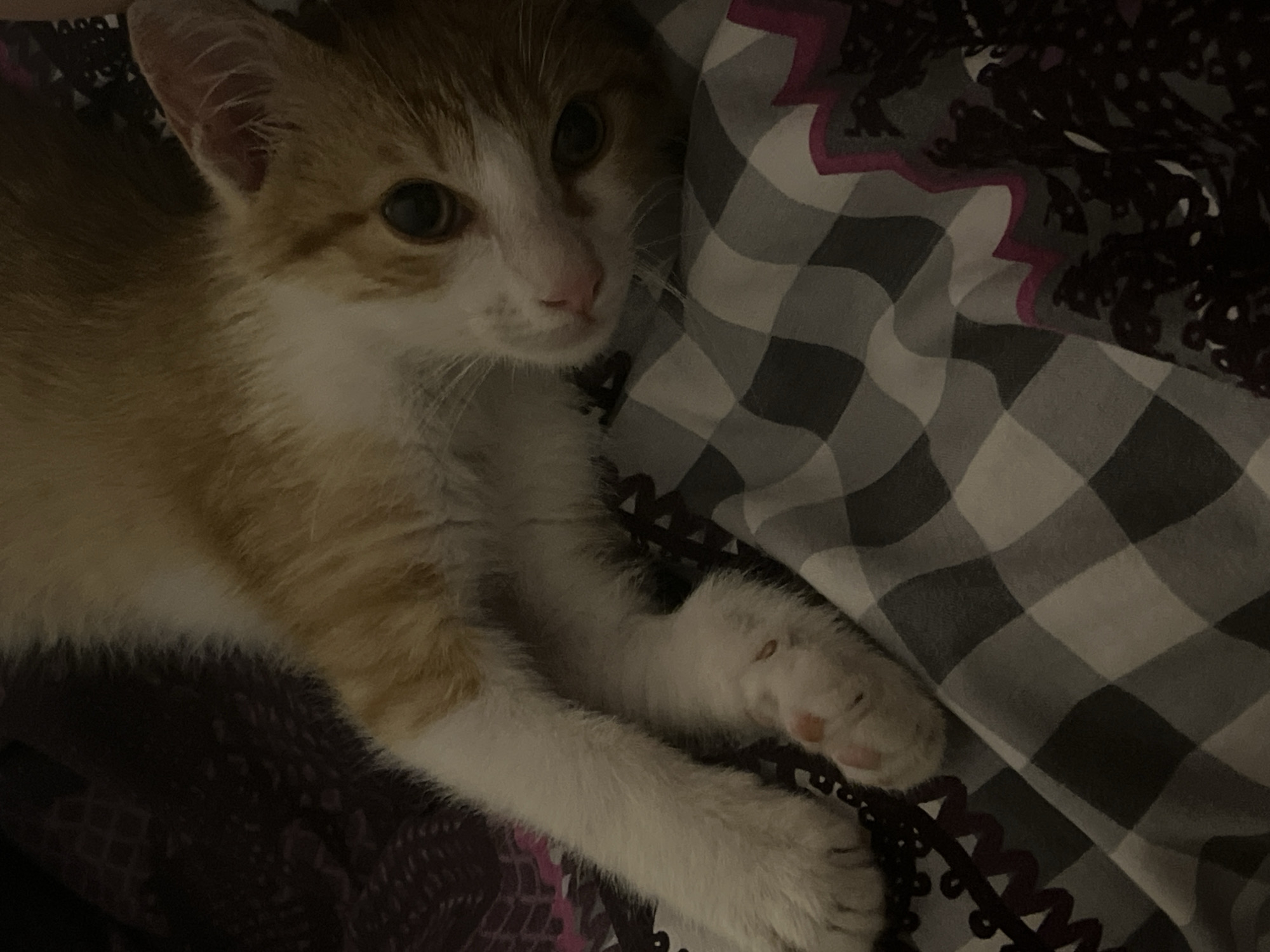 A close-up shot shows an orange and white kitten lying on bedding. The bedding has two different patterns. One pattern is a dark floral print and the other pattern is a grey and white checkerboard. The kitten's face is turned towards the camera, looking slightly up. The kitten's paws are visible in the lower center of the frame. The lighting in the image is somewhat dim.