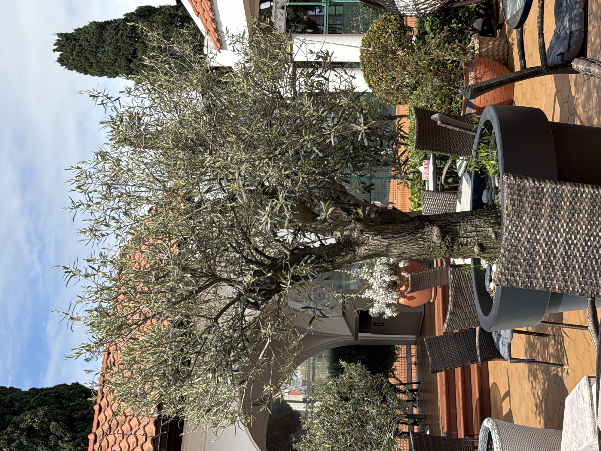 The image presents a partial view of an outdoor cafe or restaurant patio, likely situated in Sochi, Russia, as suggested by the environment. The main focus is on a mature olive tree planted in a large, modern-style pot with a dark gray finish. The tree's foliage is dense, with silvery-green leaves characteristic of olive trees.
The patio area is furnished with dark wicker chairs and tables, which are arranged around the olive tree. The flooring appears to be paved with light orange or terracotta-colored tiles, creating a warm and inviting ambiance.
In the background, architectural elements are visible, including a white building with arched openings and a terracotta-tiled roof. Additional greenery, possibly other trees and shrubs, can be seen in the distance. The sky is partly cloudy, indicating a mild or pleasant weather.
The scene is generally calm and suggestive of a relaxed, outdoor dining or socializing setting. There are no people visible in the frame, which gives a sense of quietness. The lighting appears to be natural, with soft shadows cast by the tree and furniture.