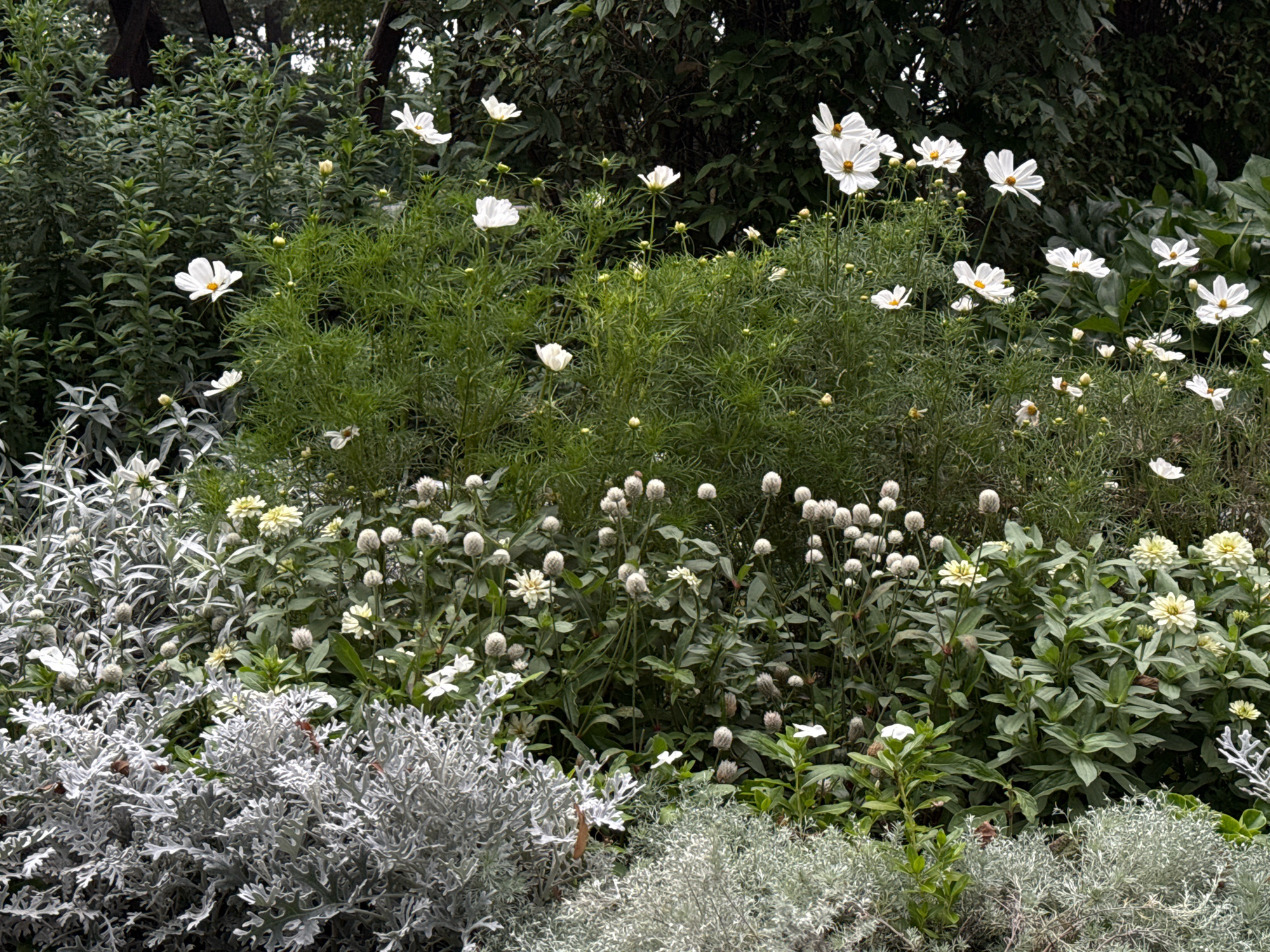 The image depicts a lush garden scene filled with various plants and flowers. Dominating the foreground are two clusters of silvery-grey foliage with finely cut leaves. Behind these, a dense arrangement of green leafy plants rises, interspersed with numerous white daisy-like flowers, some fully open and others in bud. There are also some smaller, pale yellow flowers and small, round, white flowers that resemble pom-poms. The background consists of dark green, dense foliage, possibly from trees or larger shrubs, creating a shaded backdrop. The lighting suggests an overcast day, with soft, diffused light. The image appears to be taken at The Forks National Historic Site in Winnipeg, Canada, a location known for its landscaped gardens and natural beauty. There are no people or animals visible in the scene.