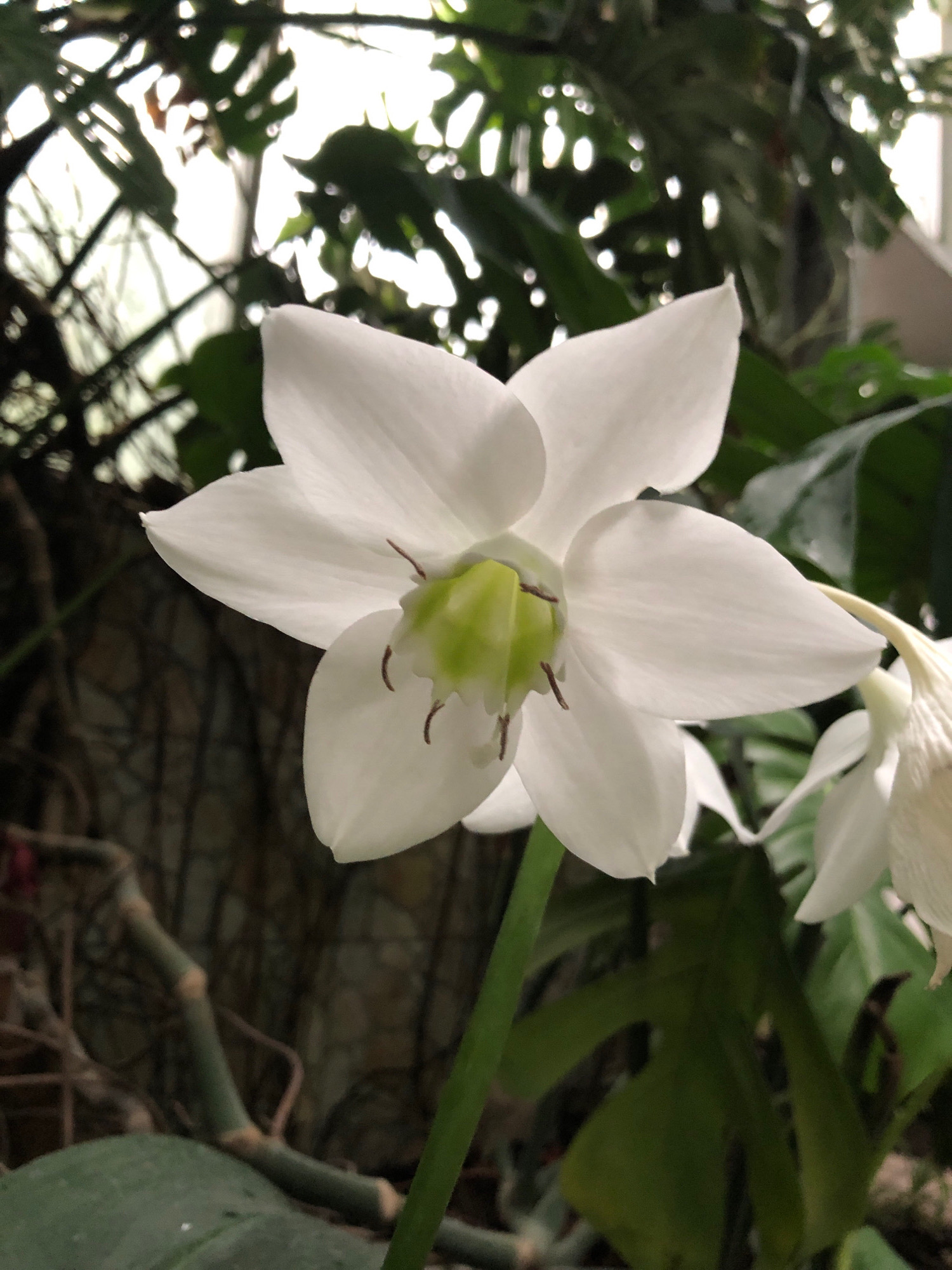 The image displays a close-up of a white flower with a prominent green center. The flower has six petals, with delicate brown stamen visible in the center. The petals are slightly curved and appear to be made of a thin, delicate material. In the background, out-of-focus foliage, including large green leaves and some darker, possibly woody, stems, suggest a natural or botanical setting. The lighting is somewhat diffused, with bright areas suggesting natural light filtering through. There is no indication of the city of Lviv, Ukraine, or any specific location within it. The image is a still photograph and contains no people or actions.