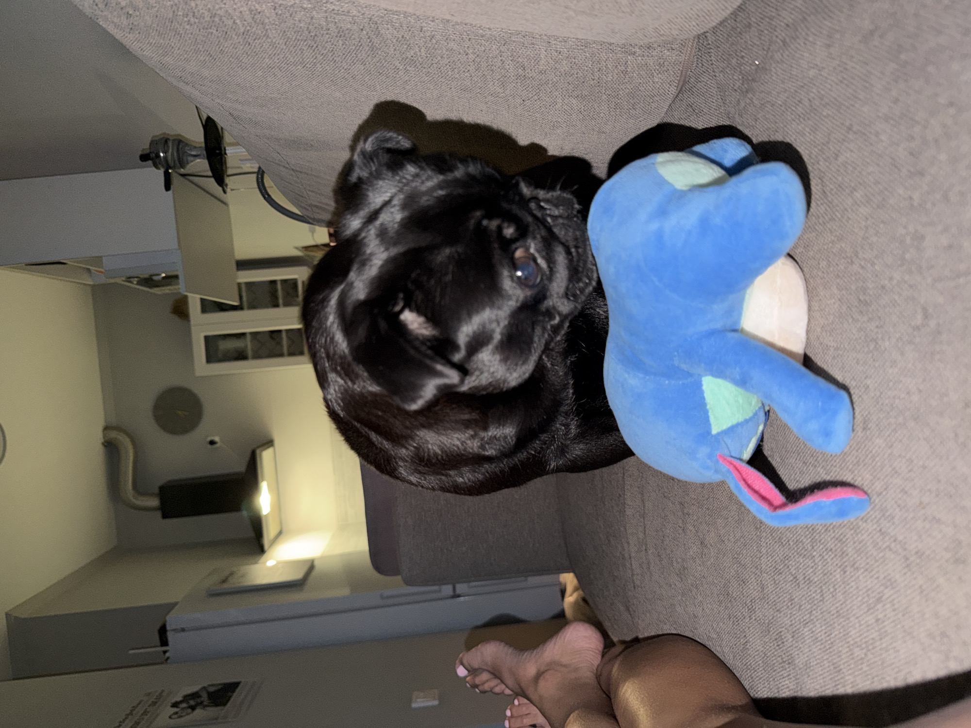 This is a medium shot, indoor, eye-level, full-color photograph of a black pug dog on a couch. The pug is positioned in the center of the frame, facing right, with its head lowered towards a blue stuffed toy. The dog's fur is dark and appears soft. The stuffed toy is primarily blue with light green and pink accents. It is lying on its stomach in front of the pug. To the left of the frame, a person's legs and feet are visible, resting on the couch. The person's feet have light pink nail polish. The background shows a kitchen area with a stainless steel range hood, cabinets, and a refrigerator. The lighting is dim, casting shadows. The couch appears to be made of a textured fabric. There is no indication of the location being Sirius, Russia.