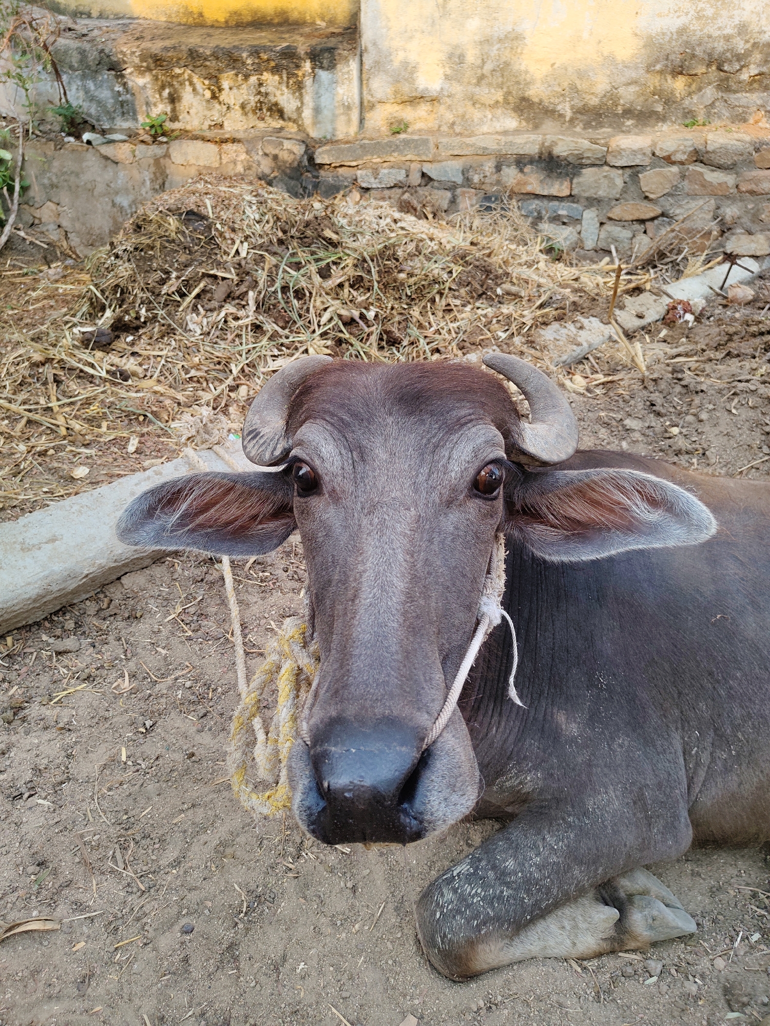 A close-up, medium shot depicts a water buffalo in Kammavaripalli, India. The buffalo, with a dark gray coat and short, curved horns, is resting on dirt ground. It is tied with a yellow and white rope. Behind the buffalo are a pile of dry grass or straw, a low stone wall, and a concrete structure with stains. The environment suggests a rural or agricultural setting. No people are visible.
