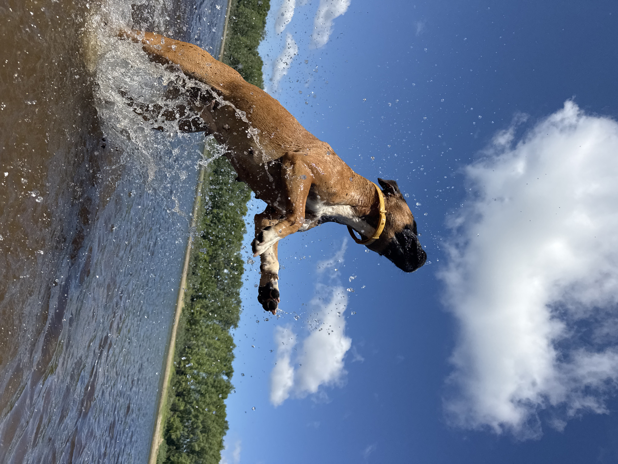 A brown dog with a yellow collar leaps out of dark water, creating a large splash. The dog's body is angled upwards, with its head turned to the side and its front paws extended. Water droplets are scattered in the air around the dog. In the background, a line of green trees is visible against a bright blue sky with scattered white clouds. The scene appears to be taking place on a body of water, likely a river or lake, with a sandy bank and lush vegetation. The location is described as being in the city of Chaikovsky, Russia.