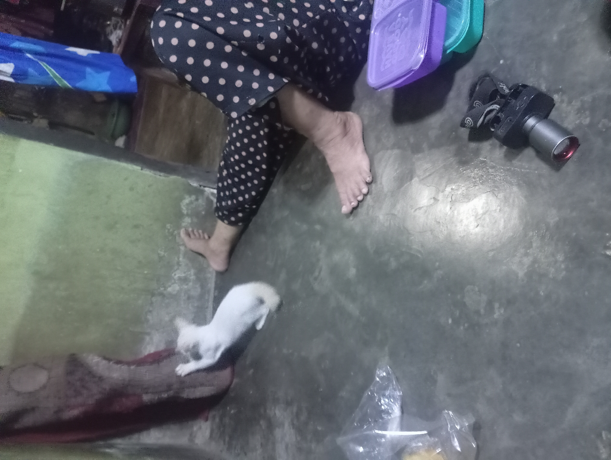 In the city of Rejosari, Indonesia, a dimly lit room contains a white kitten with black markings playing near a maroon-colored fabric. To the right, a person's legs, adorned in black pants with white polka dots, are visible. One bare foot is resting on the grey concrete floor. Nearby, a small, black electronic device with a lens is placed on the floor, accompanied by two plastic containers, one purple and one teal, and a crumpled plastic bag. The walls of the room appear to be painted a light green color.