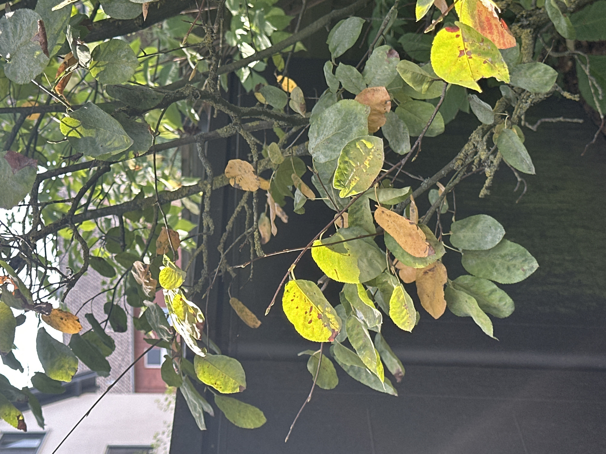 The image shows a close-up view of tree branches and leaves. Some of the leaves are green, while others are yellow and brown, suggesting it is autumn. The tree is positioned in front of a dark fence, and in the background, parts of buildings with windows and rooftops are visible. The sunlight is filtering through the leaves, creating highlights and shadows. The overall scene depicts a natural element within an urban or suburban environment, possibly a garden or a park in Krefeld, Germany, given the architectural style of the buildings in the background. There are no people or animals present in the image.