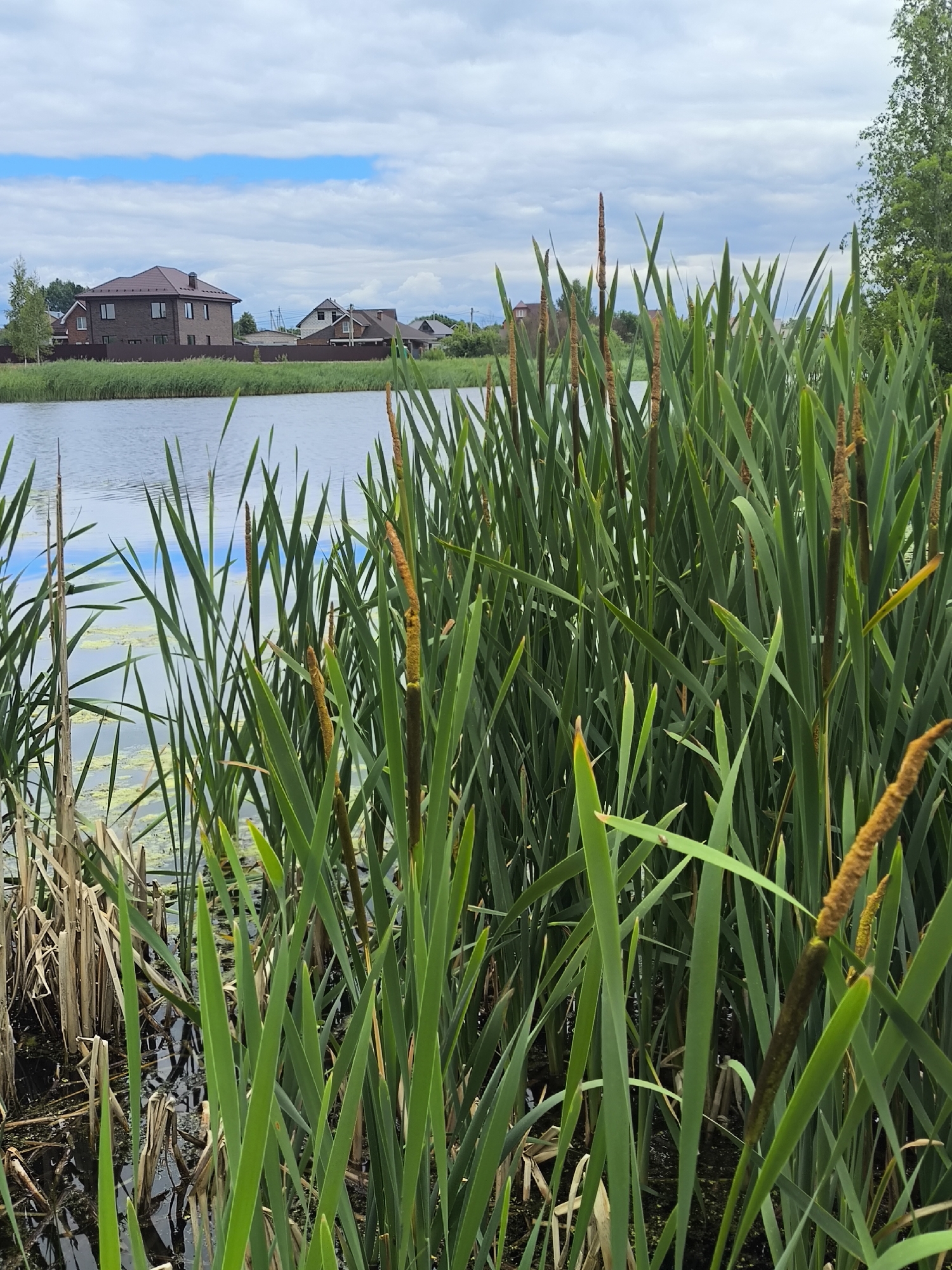 The image depicts a natural scene near the city of Taldom, Russia, likely during daytime. In the foreground, a dense growth of cattails with their distinctive brown flower heads dominates the frame, lining the edge of a body of water. The water itself is calm, reflecting the cloudy sky and some patches of light green algae. Beyond the cattails, a row of houses with brown roofs is visible, set against a backdrop of green trees. The sky is overcast with scattered clouds. The overall impression is one of a tranquil, semi-urban natural environment.