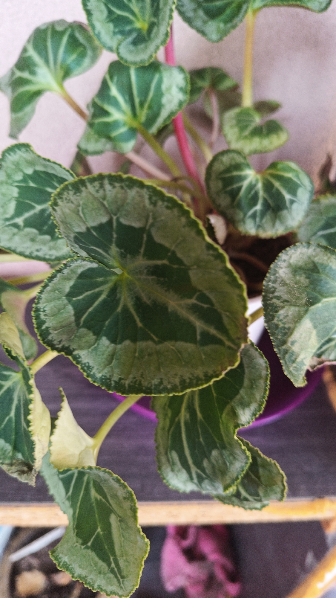A close-up, overhead shot features a potted plant with green and silver variegated leaves. The leaves are heart-shaped with scalloped edges. The plant is in a purple pot. Some stems are green, while others are pinkish-red. The background is a light, neutral color, possibly a wall. The plant sits on a wooden surface. The location is in the city of Karnobat, Bulgaria.