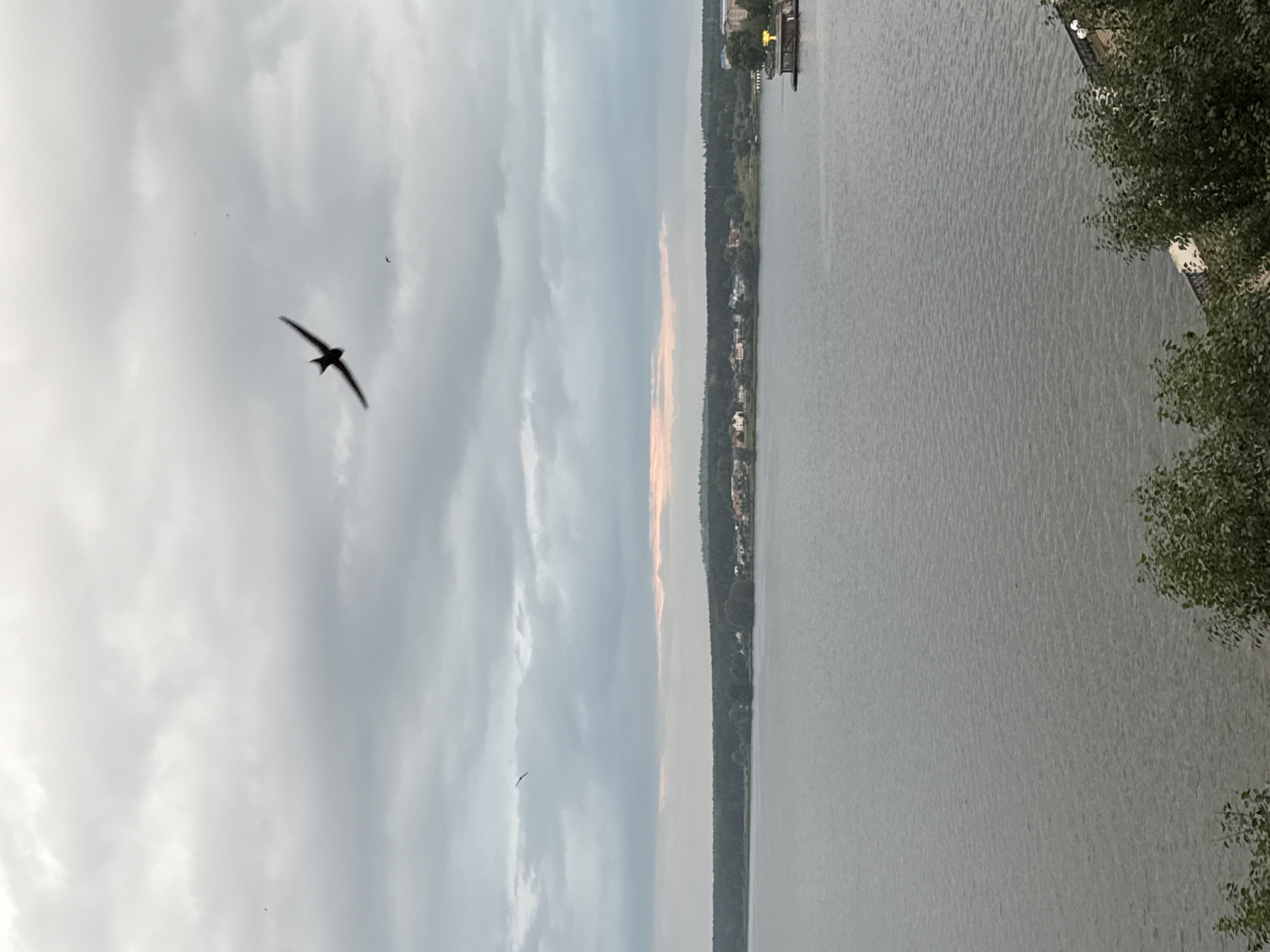 This media file depicts a scenic view of a body of water, likely a river or lake, with a forested shoreline. The image is oriented vertically, with the sky occupying the left side and the water and shoreline on the right.
In the sky, a silhouetted bird is captured in mid-flight, its wings outstretched. The sky itself is predominantly overcast with soft, diffused light, suggesting either early morning or late afternoon, or a generally cloudy day. There are hints of a pale, warm glow on the horizon between the sky and the land, possibly indicating sunset or sunrise.
The shoreline is densely wooded, with a strip of residential buildings visible interspersed within the trees. A prominent feature on the water is a pier or dock extending outwards, with some structures on it. On the far right of the image, the lush green foliage of trees overhangs the water, framing the scene. The water appears calm with a gentle ripple effect across its surface.
The overall mood is peaceful and serene, with a touch of natural beauty. The location cues, such as the type of vegetation and the presence of residential areas along the water, are consistent with a lakeside or riverside setting. No visible text is present in the media file.