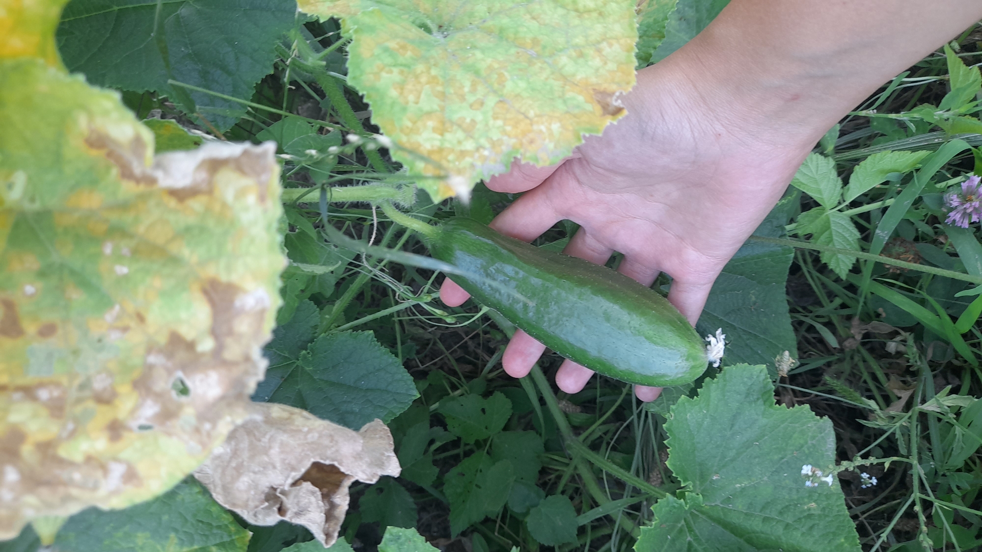 In Osh City, Kyrgyzstan, a person's hand is holding a single, green, oblong cucumber in a garden setting. The cucumber is plump and smooth, with a slight curve. It is attached to its vine by a short stem. The surrounding foliage is lush and green, with some leaves showing signs of yellowing and browning, suggesting the season is late summer or early autumn. The ground is covered in grass and other low-lying plants. A small purple flower is visible in the lower right portion of the frame. The lighting suggests it is daytime, likely outdoors in natural sunlight.