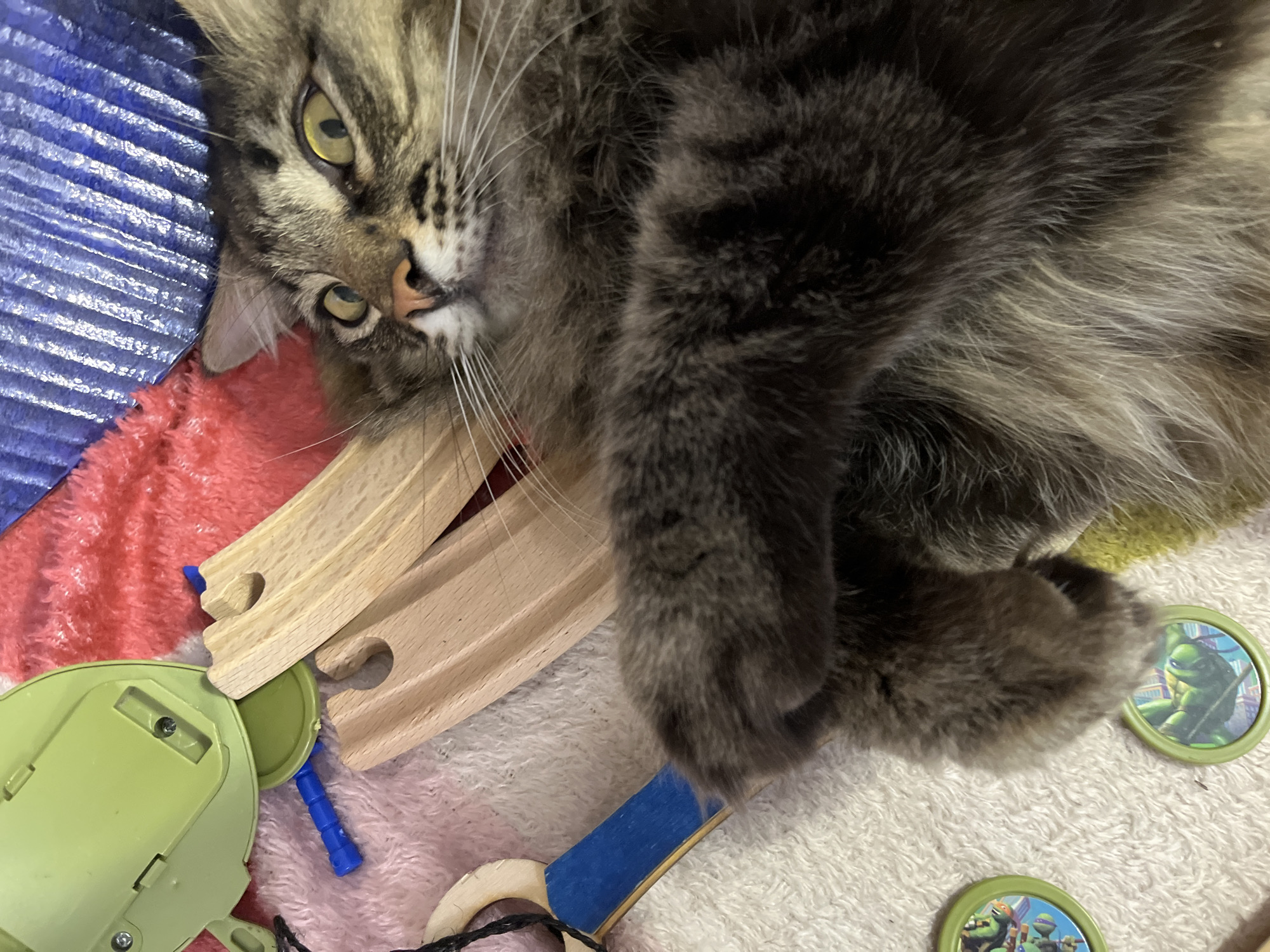 A domestic cat, with brown and black fur, lies on its back amidst children's toys, including wooden train tracks and a green plastic toy. The cat's front paws are raised, and its eyes are wide open and looking upwards and to the left. The cat's fur appears long and fluffy, with distinct tabby markings. The toys are scattered on various textured surfaces, including a white shag rug and a red, fuzzy material. In the background, a blue, textured surface is visible. Two circular green game tokens featuring characters that appear to be from Teenage Mutant Ninja Turtles are partially visible on the white rug. There are no people in the image. The scene is indoors, likely a domestic setting, but the location in Krasnyye Barrikady, Russia, cannot be determined from the visual information provided.