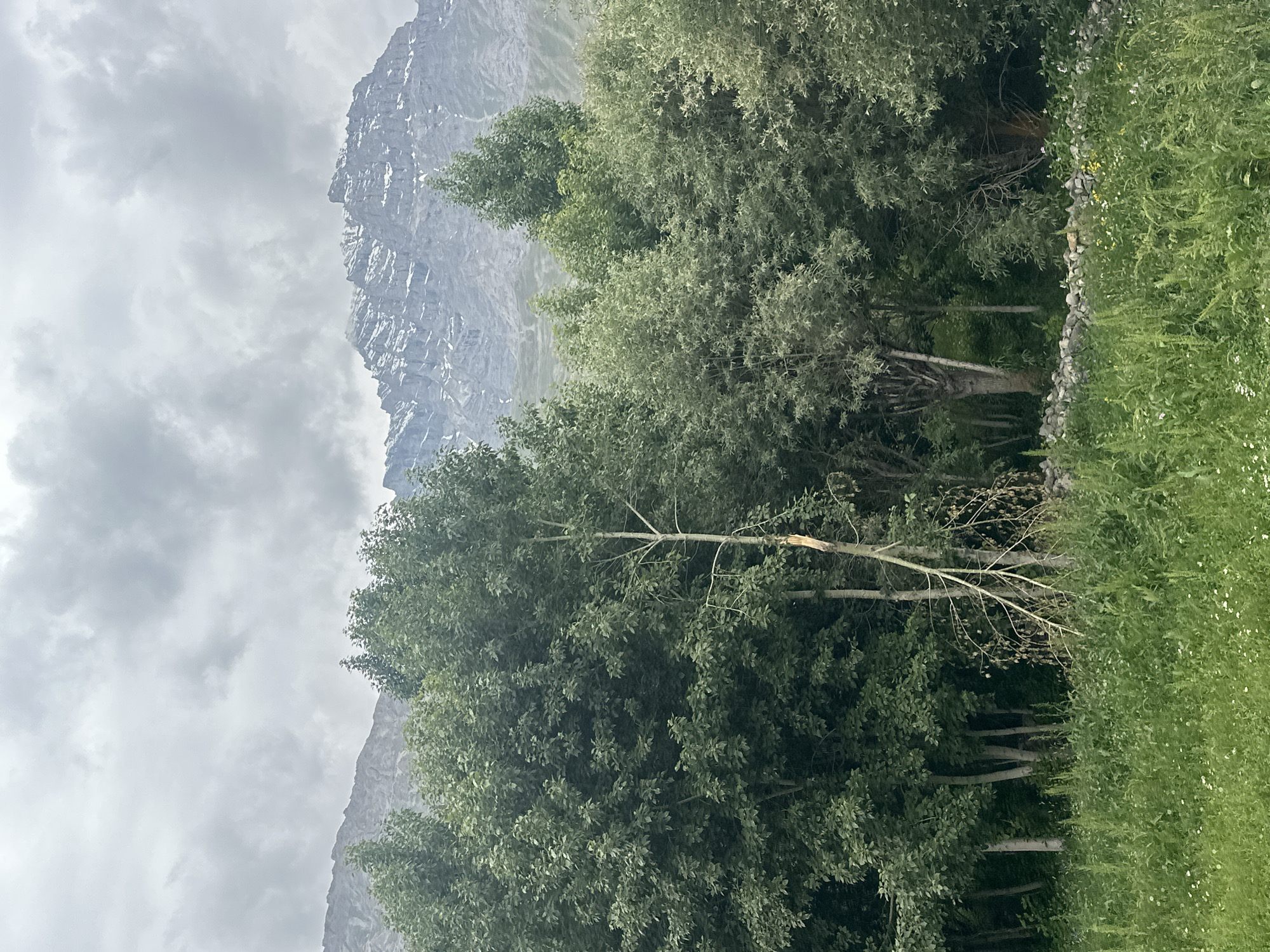 This image depicts a dense forest in front of a majestic mountain range under a cloudy sky. The foreground is filled with lush green grass and wildflowers. Behind the grass, a line of trees with varying foliage dominates the scene. Some trees are tall and leafy, while others are thinner with visible branches. In the mid-ground, a broken tree trunk stands out. Beyond the trees, the imposing mountain range rises, with its peaks partially covered in snow. The overall impression is one of natural beauty and a remote, possibly mountainous, landscape. The location is identified as Dras, India, a region known for its scenic beauty and challenging terrain.