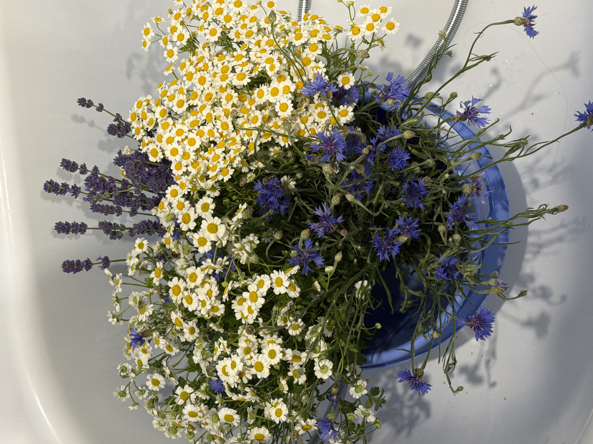 A close-up, top-down shot captures a bouquet of wildflowers arranged in a blue plastic bucket. The bouquet is a vibrant mix of small white daisies with yellow centers, purple lavender stalks, and blue cornflowers. The flowers are lush and abundant, spilling over the sides of the bucket. The bucket itself is deep and has a slightly reflective surface. The scene is set in what appears to be a bathtub, indicated by the white, curved surface of the tub and a silver hose with a textured grip visible to the right of the bucket. Shadows of the flowers and bucket are cast on the tub's surface, suggesting overhead lighting. The overall impression is one of a natural, rustic arrangement placed in an unexpected, domestic setting.