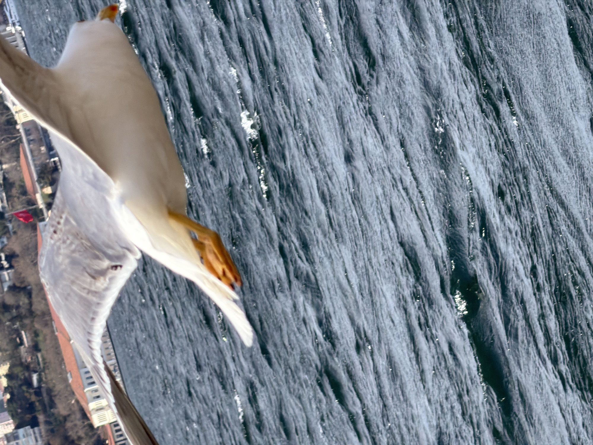 A seagull is in flight over the Bosphorus in Üsküdar, Turkey, near the Maiden's Tower. The city of Üsküdar is visible in the background. The Bosphorus waterway has visible waves.