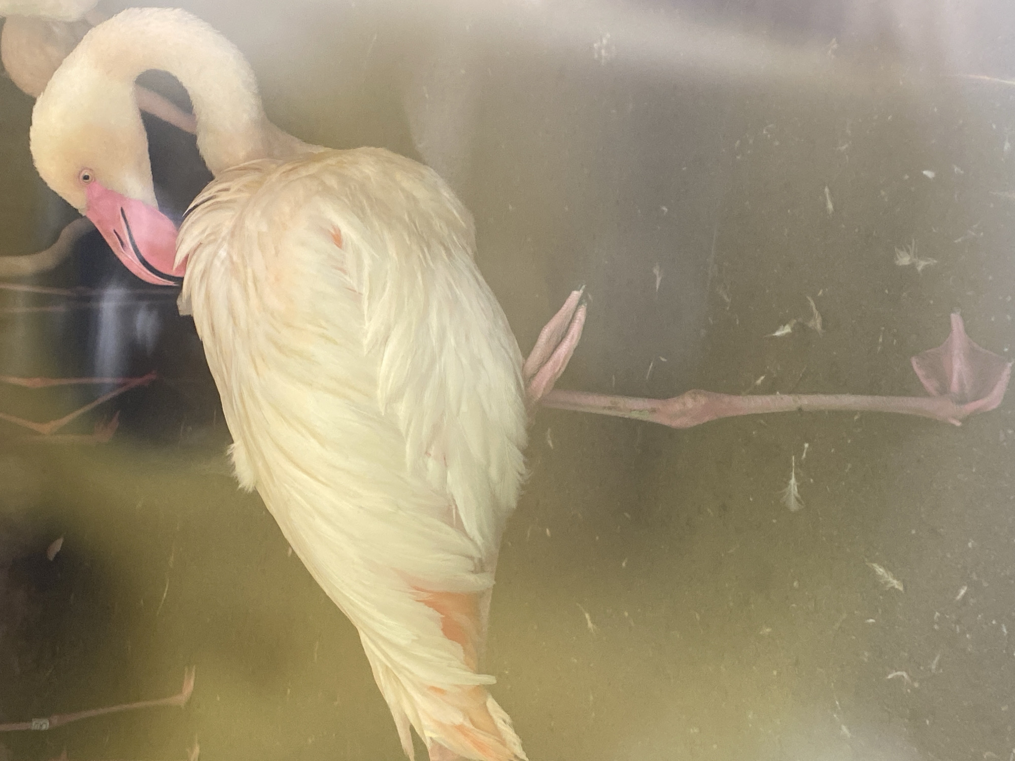 A light pink flamingo stands on one leg in shallow, murky water. Its body is mostly white with some subtle pink and orange hues. The flamingo's head is turned to the left, with its characteristic pink beak with a black tip visible. Several other flamingos are visible in the background, though they are out of focus and less detailed. The water appears to have some small feathers floating on the surface. The image is captured from a side-angle perspective. There is no discernible information about the city of Belgrade, Serbia, within the provided image.