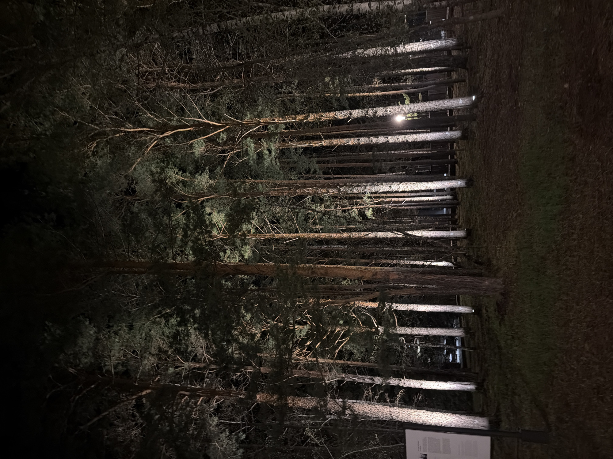 The image depicts a view into a forest at night, possibly in Sliznevo, Russia. A line of trees stands illuminated by lights positioned at their bases, casting a pattern of light and shadow along the trunks. The forest floor is dark, and the tree canopy above is dense and barely visible. At the bottom right corner of the image, there's what appears to be a partially visible sign or informational panel. No people are visible.