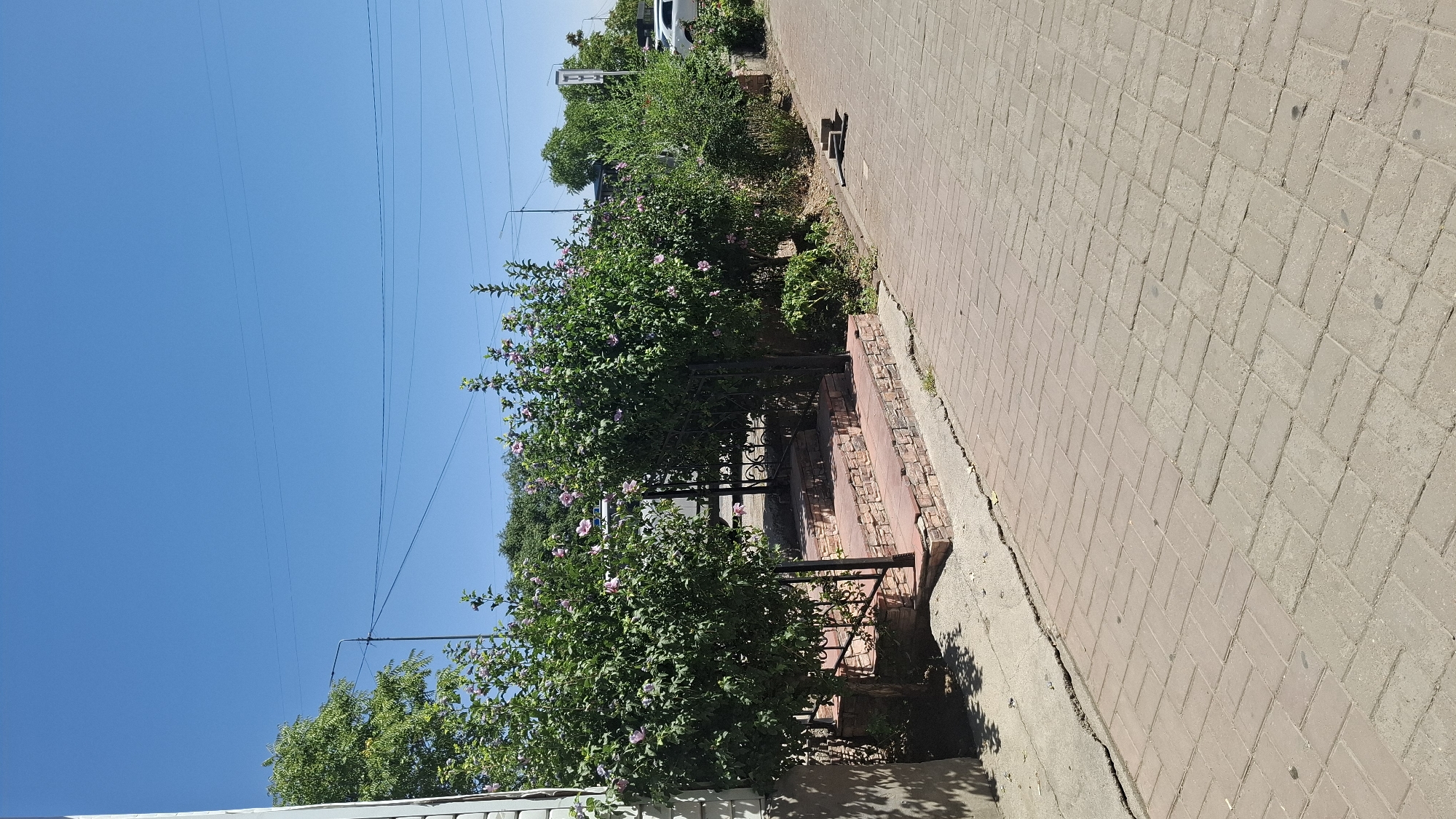 The image shows a paved walkway with a herringbone pattern, leading to a short set of stone stairs. Lush green bushes with pink flowers flank the stairs, which are bordered by a black metal fence. Beyond the bushes, trees and power lines are visible against a clear blue sky. In the background, a white car is parked on a street, with a signpost visible on the right. The scene appears to be an outdoor area, possibly a park or a public space in the city of Shymkent, Kazakhstan. The lighting suggests it is daytime, with bright sunlight casting shadows. No people are present in the image.