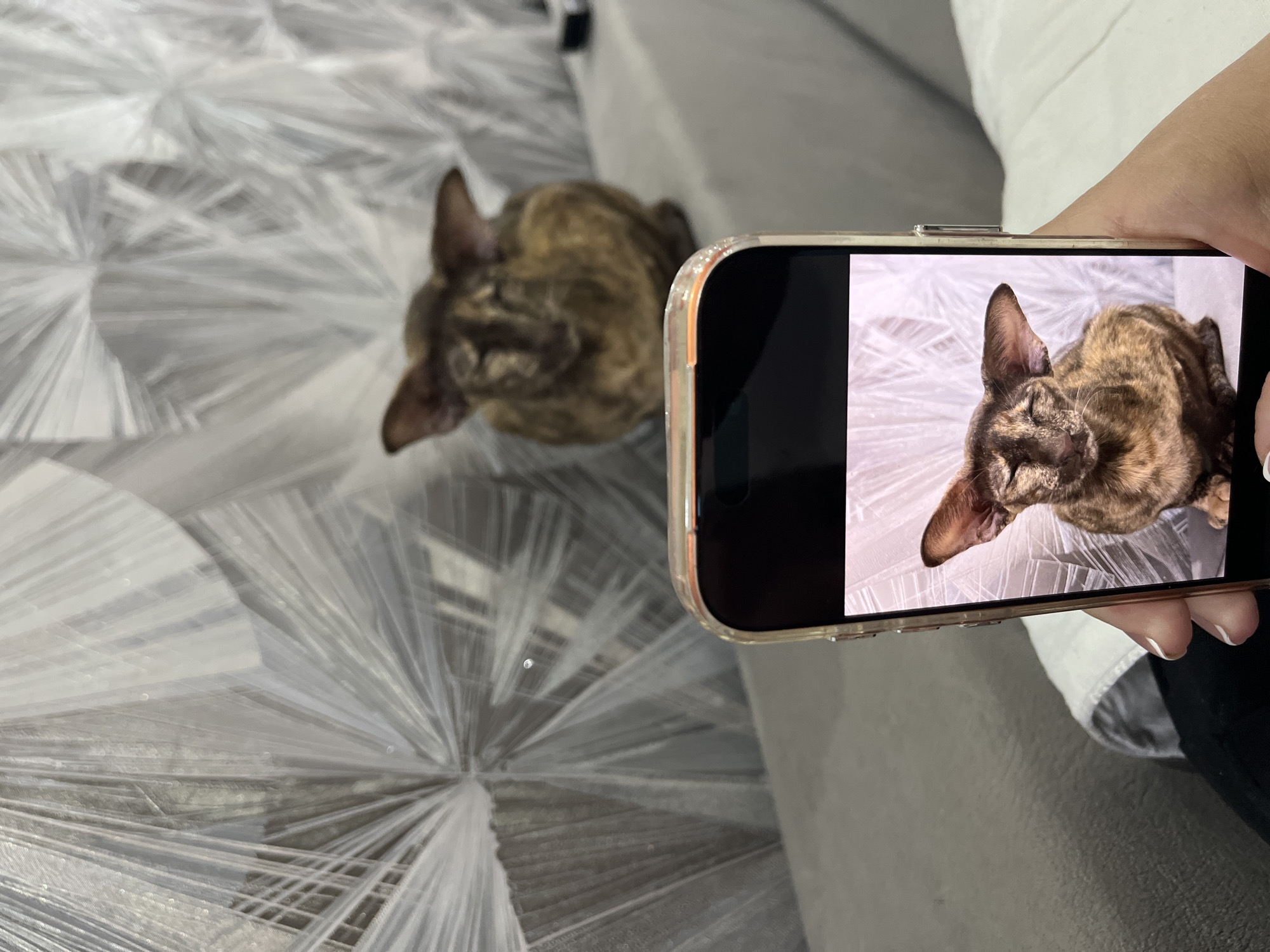 A close-up, high-angle shot captures a person holding a smartphone, actively photographing a cat. The smartphone, an iPhone-like device with a rose gold or clear protective case, dominates the right side of the frame. Its screen clearly displays a crisp image of a cat, mirroring the real cat in the background.
The subject of the photograph is a small, short-haired cat with a distinctive tortoiseshell or tabby pattern in shades of brown, black, and tan. It has prominent, pointed ears and a relatively small, delicate face. In the image displayed on the phone, the cat is lying down, looking upwards with its eyes slightly closed or squinting, suggesting a moment of relaxation or sleepiness. The actual cat, positioned further back and slightly out of focus, is also lying down and looking in a similar direction.
A person's hand, with light skin and short nails featuring white polish, is visible holding the smartphone. The person appears to be wearing a white long-sleeved top.
The setting features a patterned surface, likely a bedspread or blanket, serving as the background for both the actual cat and the image on the phone. This surface is light grey or white with an abstract, radial, starburst-like design, creating a textured visual effect. The scene is well-lit, indicating an indoor environment, possibly a home in Chaikovsky, Russia. There is no visible text in the image.