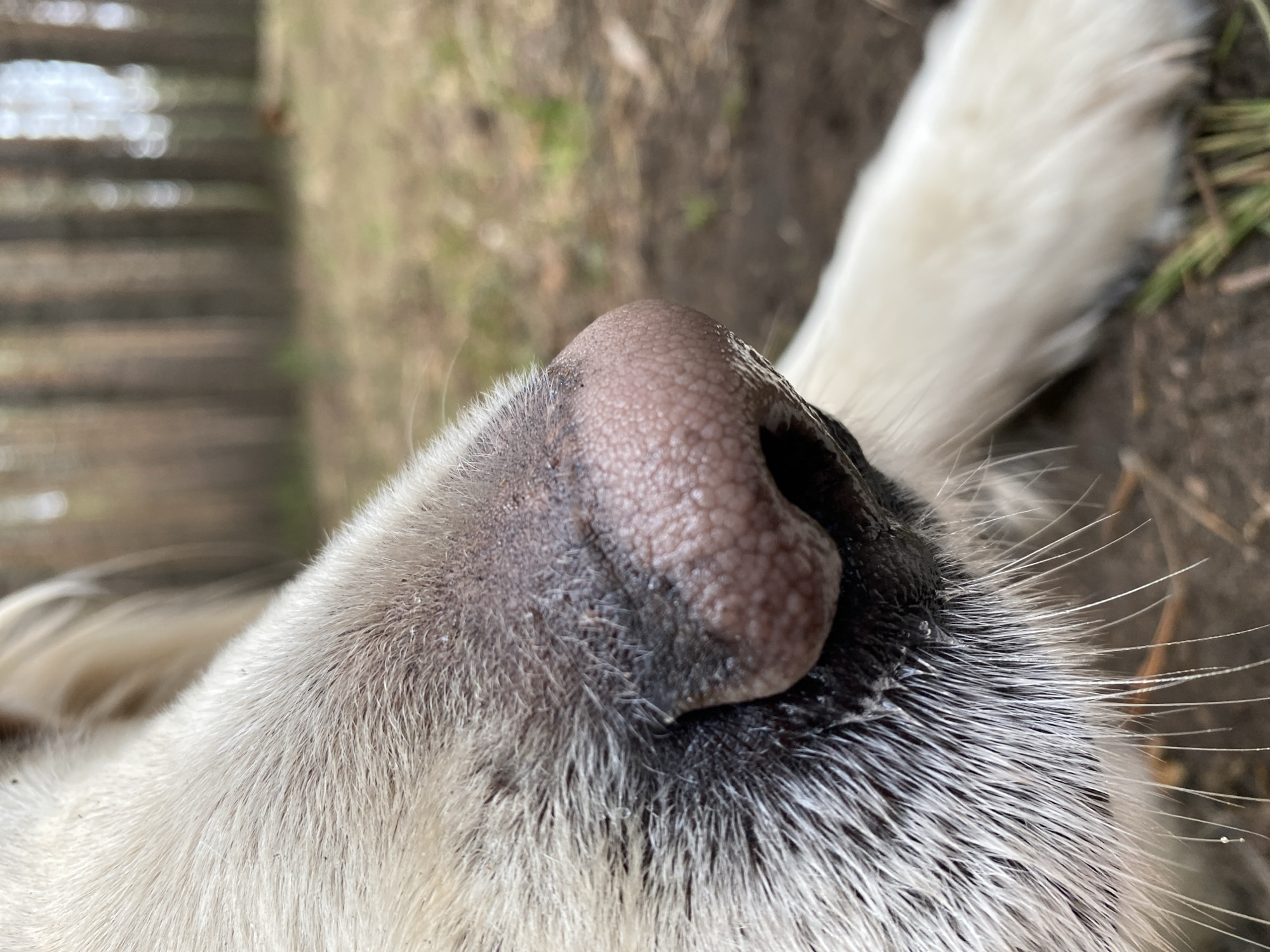 The media file features a highly detailed, close-up photograph of a dog's nose and muzzle, taken from a slightly elevated perspective looking downwards. The central subject is the dog's large, textured nose, which is a brownish-pink hue with a visibly damp, pebbled surface. Surrounding the nose, the fur transitions from a dark, possibly black, color directly beneath the nostrils to dense, fluffy white fur covering the rest of the muzzle. Several long, thin white whiskers extend prominently from the darker fur area. Small particles of dirt or debris are visible on the white fur around the muzzle.
The background is significantly out of focus, creating a soft, blurred effect that suggests an outdoor, natural setting. Indistinct shapes and colors of browns and greens indicate ground, dirt, and distant vegetation or possibly tree trunks. A blurred white mass, likely another part of the dog's body such as a leg or tail, is visible in the upper right quadrant of the image.
The photograph captures a quiet moment, with no specific activity or event other than the dog's presence in an outdoor environment. The lighting suggests it is daytime. No particular weather conditions are evident, and no emotions can be discerned from this close-up view. There is no visible text in the image. The context for the image is Chaikovsky, Russia.