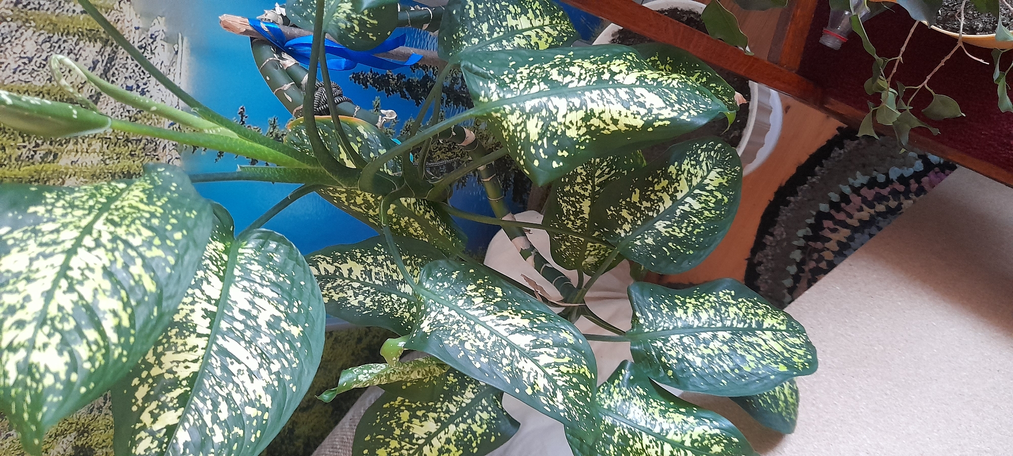 A large, leafy Dieffenbachia plant with variegated green and yellow leaves is centrally located in the frame. The plant is in a white pot and appears to be thriving. In the background, a blue wall mural depicts a landscape with trees and water. To the right of the plant, a wooden structure, possibly part of a shelf or stand, is visible. A blue ribbon is tied around a bamboo stake supporting the plant. A small section of a patterned rug is in the lower left of the image. The scene is indoors, with soft lighting suggesting it is daytime.
