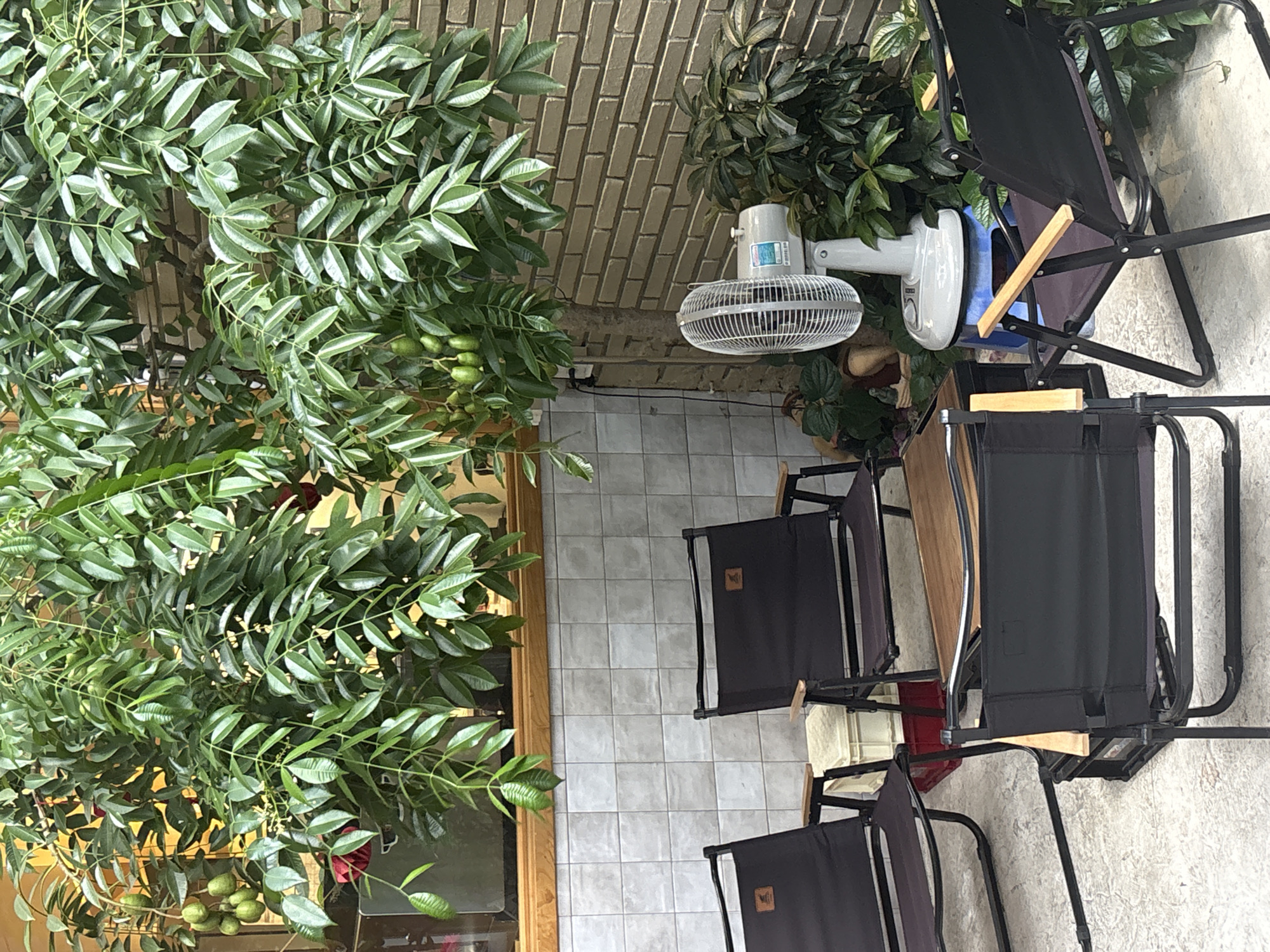 The image depicts an outdoor seating area in what appears to be Nha Trang Ward, Vietnam. Dominating the view is lush green foliage, possibly a tree or large shrubs, partially obscuring the scene. Behind the greenery, there is a light brick wall.
In the foreground, several black folding chairs are arranged around a wooden table. A white electric fan is mounted on the wall. The ground is covered with light grey square tiles. The scene appears to be a small patio or yard adjacent to a building.