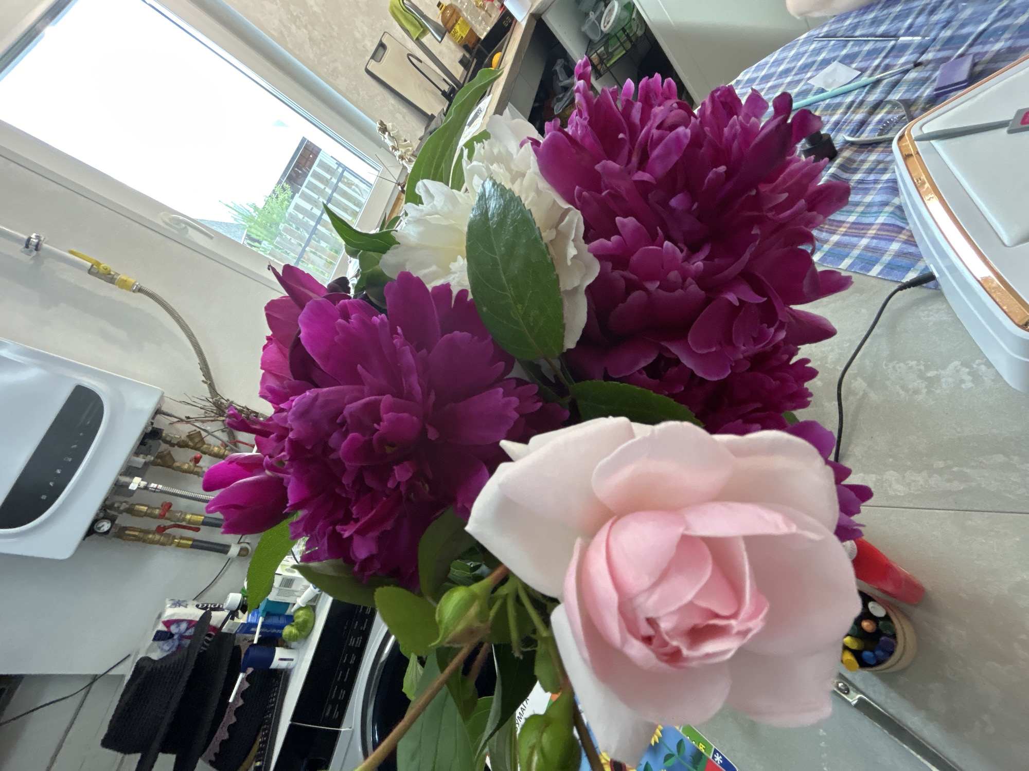 A close-up shot focuses on a bouquet of vibrant flowers, predominantly deep magenta peonies and a delicate pale pink rose. The flowers are arranged in a dark vase, positioned on a light-colored surface that appears to be a countertop or table. In the background, elements of a domestic setting are visible. To the left, a white appliance, possibly a water heater or similar device, is mounted on a wall with visible plumbing pipes and a yellow valve. A window, letting in bright daylight, is situated above this appliance. Further to the right, a checkered fabric, blue and white, is spread out, with some objects placed on it, including what looks like a small electronic device and some tools. The overall lighting suggests daytime. The scene is likely indoors, in a home or similar environment. No people are visible. The image is a still shot, with no apparent activity or event taking place beyond the display of the flowers. The focus is on the texture and colors of the floral arrangement. Some faint, illegible text might be present on labels or packaging in the background, but no distinct words are discernible.