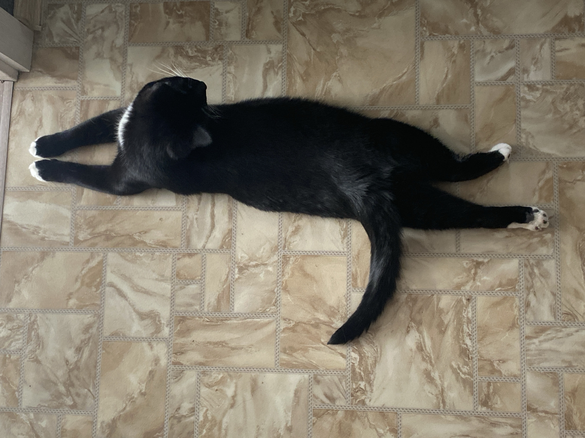 A black and white tuxedo cat lies sprawled on a patterned tile floor. The cat has white paws. The location is not discernible from the image, so no information about the city of Chaikovsky, Russia can be ascertained.