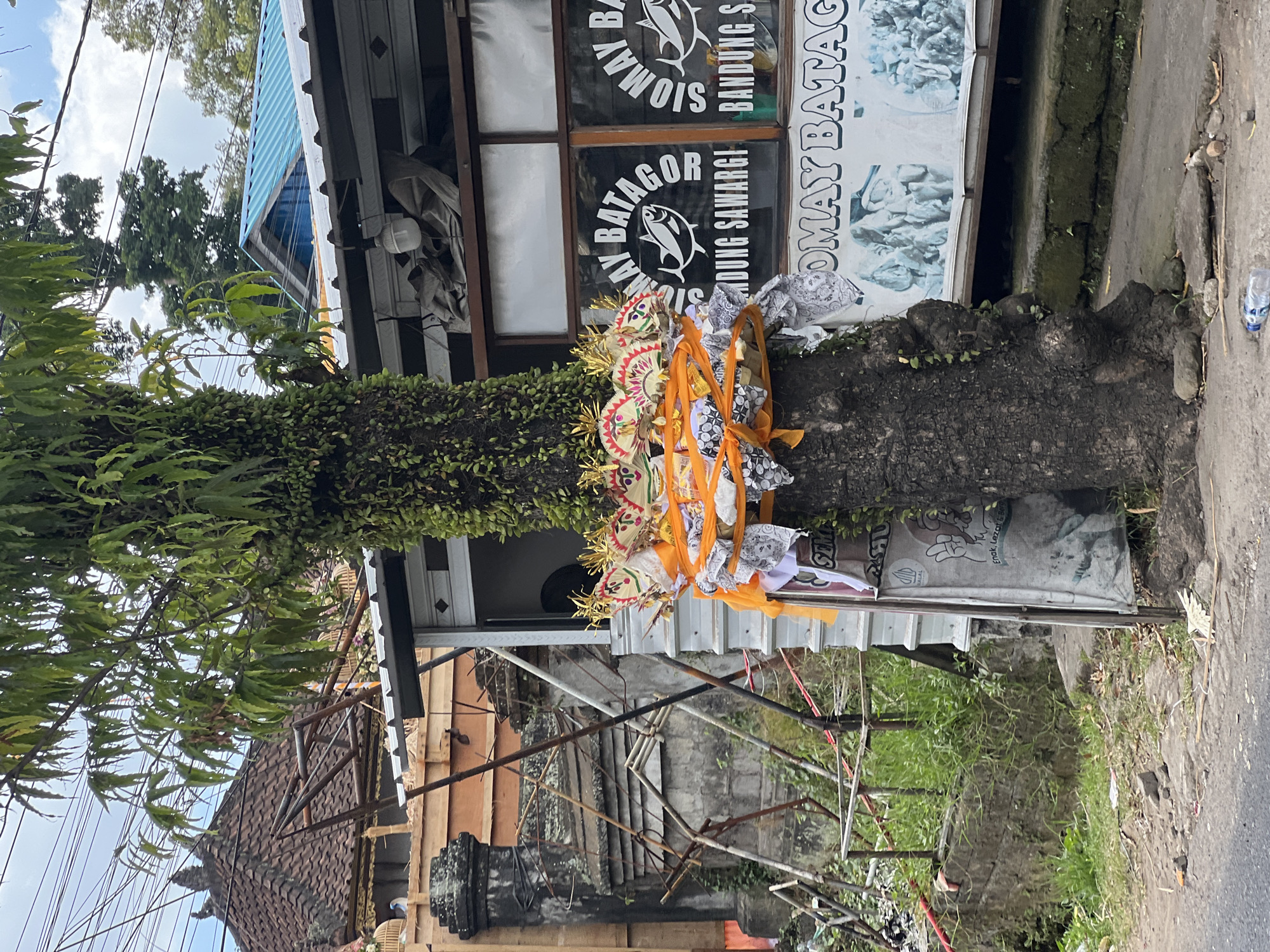 The image depicts a tree with offerings placed around its base, located in the city of Ubud, Indonesia. The tree is covered in moss and vines, and a colorful offering, adorned with decorative elements and wrapped in orange fabric, is tied around its trunk. Behind the tree, there is a building with windows displaying signage for "SIOMAY BATAGOR" and "BANDUNG SAWARGI." The building appears to be a food stall or small restaurant. In the background, a traditional Balinese building with a tiled roof is visible, along with scaffolding and some construction materials. The ground in front of the tree is paved with concrete and dirt, with some scattered debris. The sky is overcast with some clouds visible.
